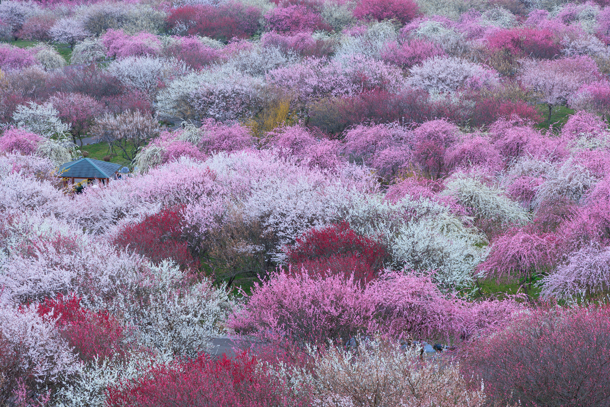 Canon EOS 5DS R sample photo. Ume grove photography