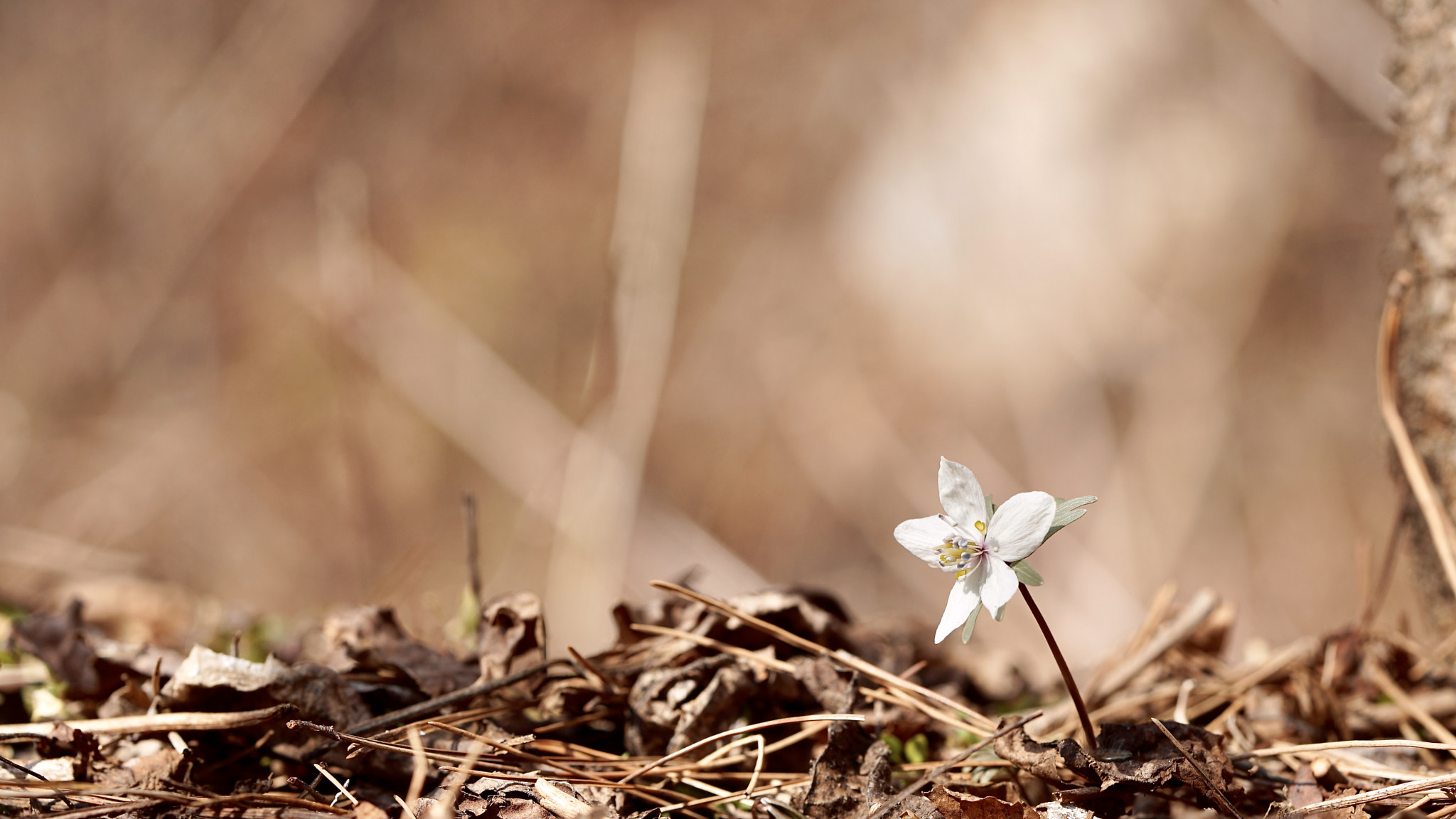 Sony a7 II sample photo. Anemone narcissiflora l. & spring & korea photography