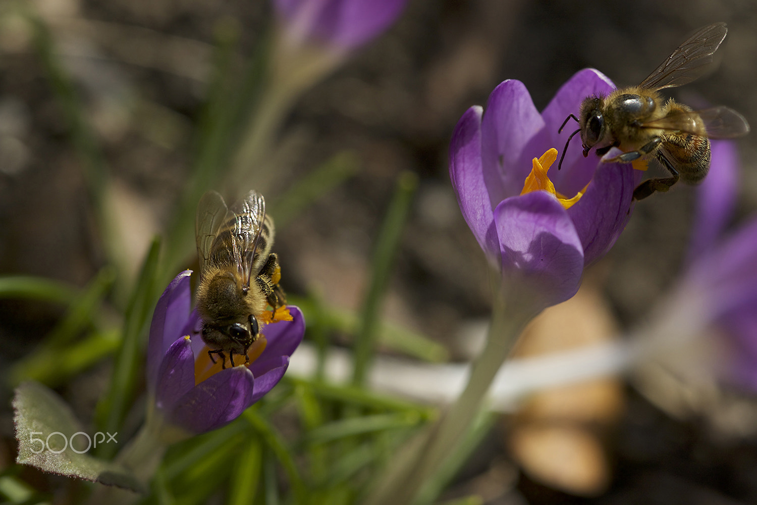 Sigma APO Macro 150mm f/2.8 EX DG HSM sample photo. Springtime buzz photography