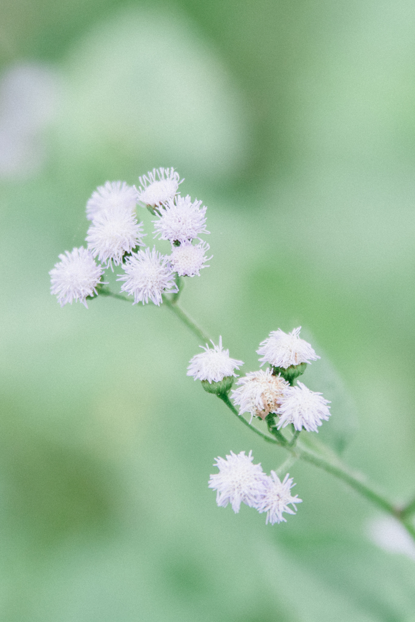 Sigma 70-200mm F2.8 EX DG OS HSM sample photo