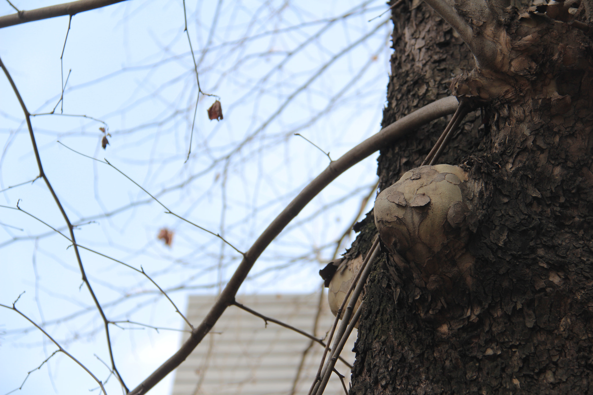 Canon EF-S 18-200mm F3.5-5.6 IS sample photo. 혹이달린`````안타까운 나무!!! photography