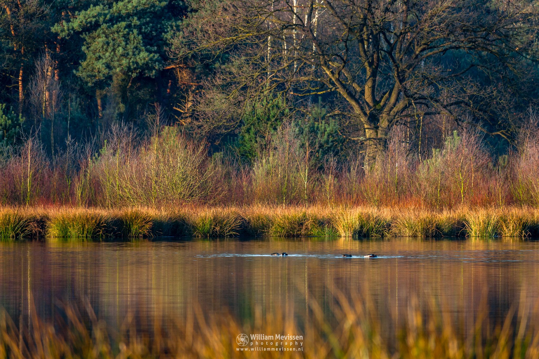 Canon EF-S 55-250mm F4-5.6 IS STM sample photo. Let's duck photography