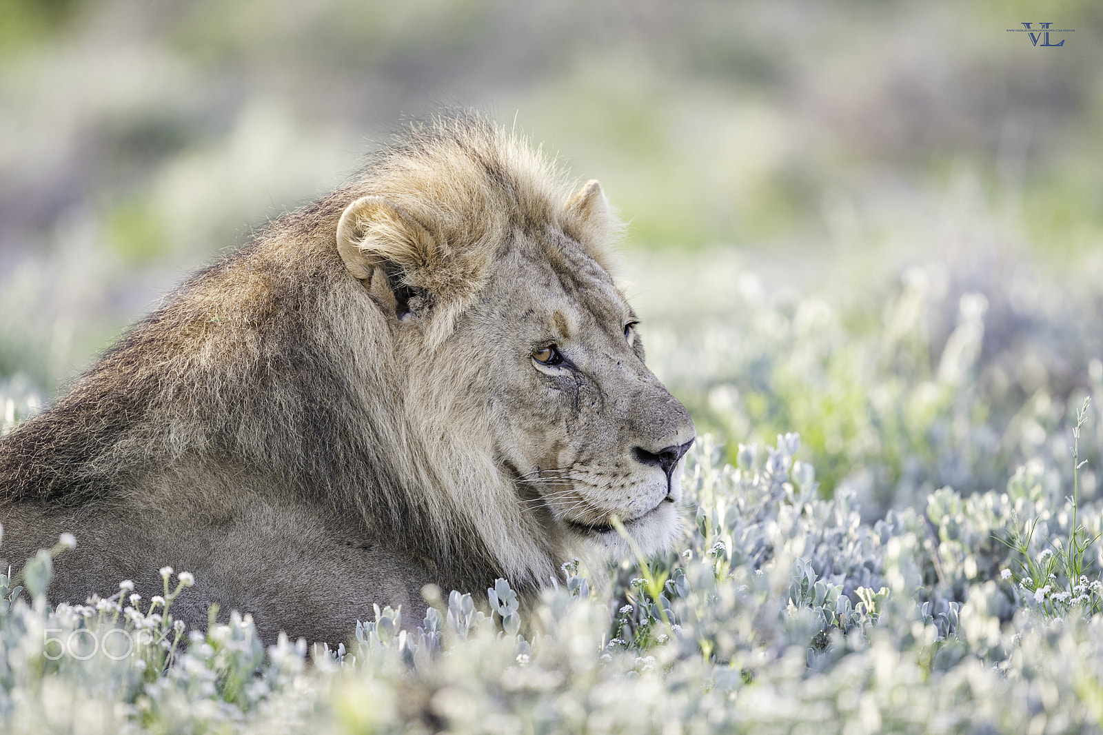 Canon EF 600mm F4L IS II USM sample photo. Morning time rest photography