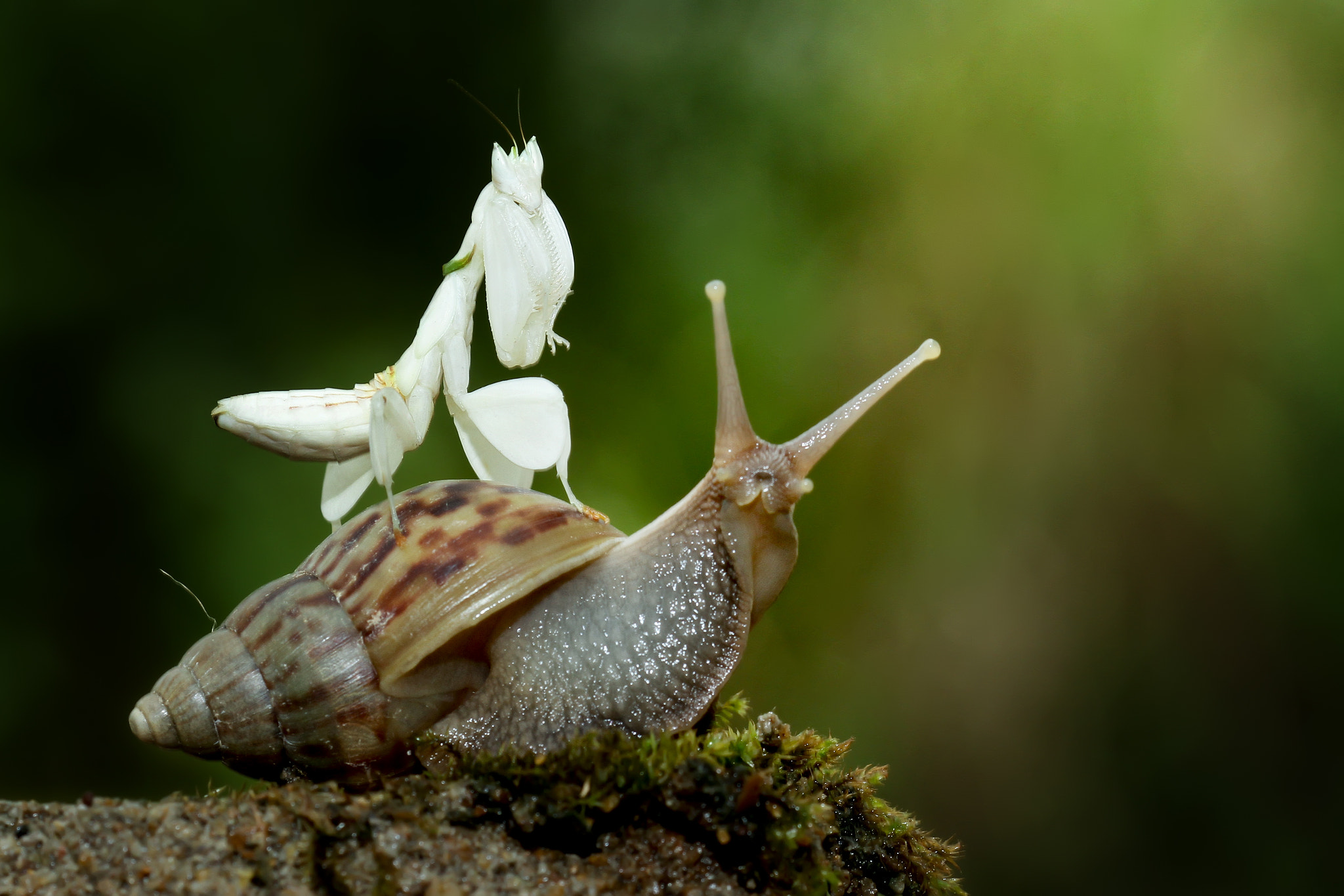 Canon EOS 7D + Canon EF 100mm F2.8 Macro USM sample photo. Mantis & snail photography