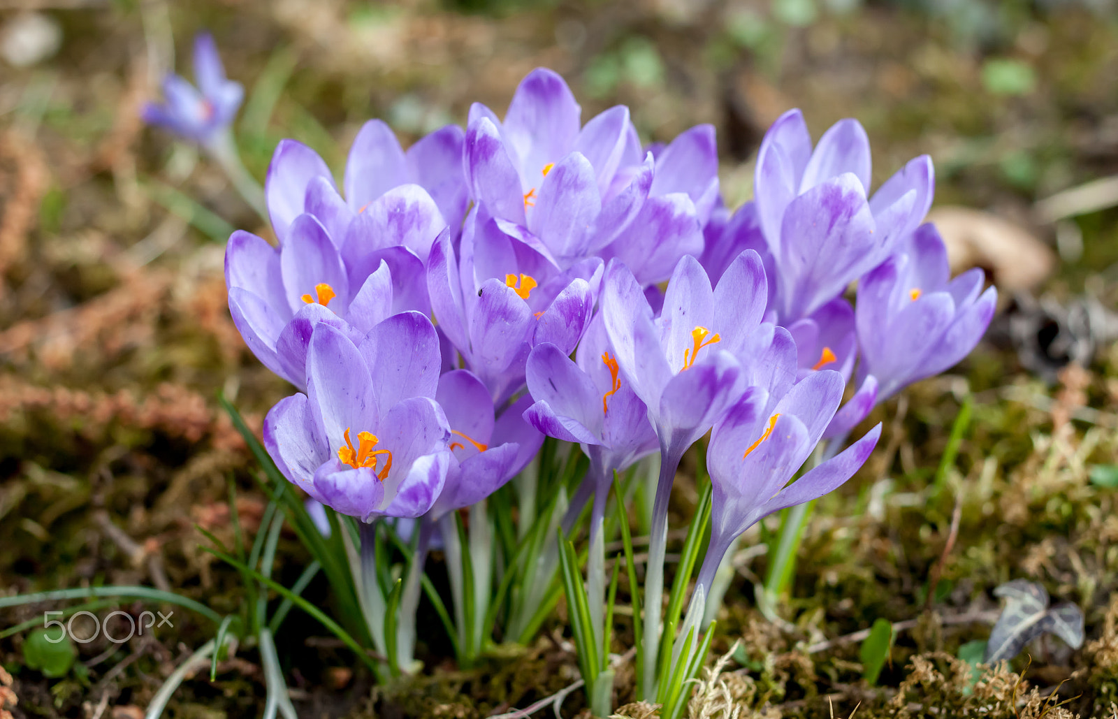 Canon EOS 500D (EOS Rebel T1i / EOS Kiss X3) + Canon EF 40mm F2.8 STM sample photo. Spring violet crocuses in forest photography