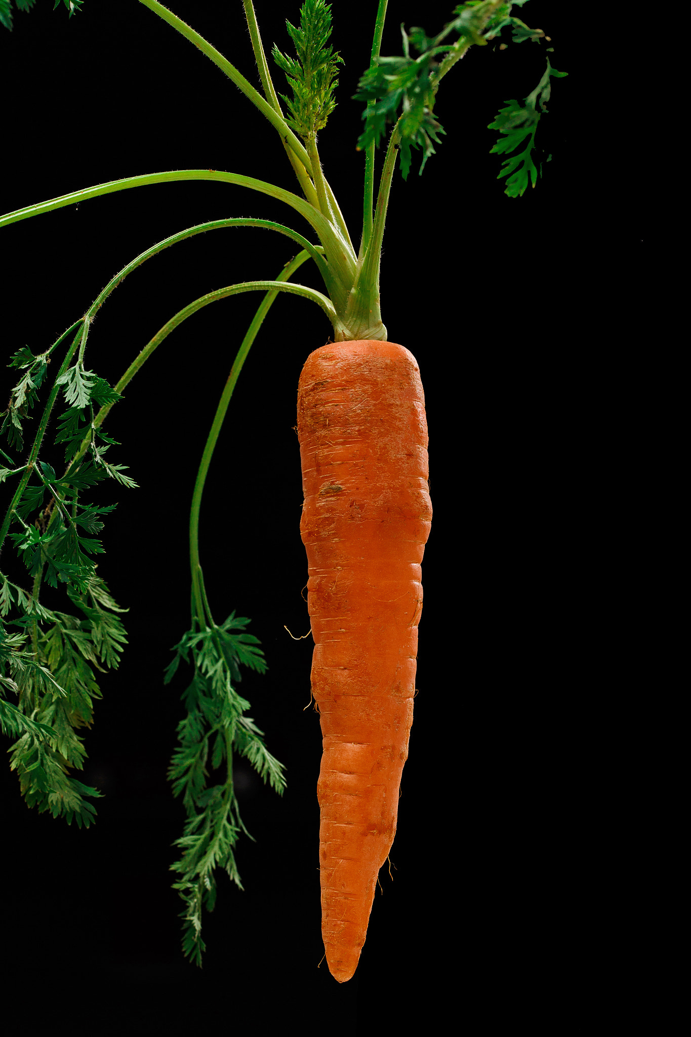 Sigma 105mm F2.8 EX DG OS HSM sample photo. Carrot photography