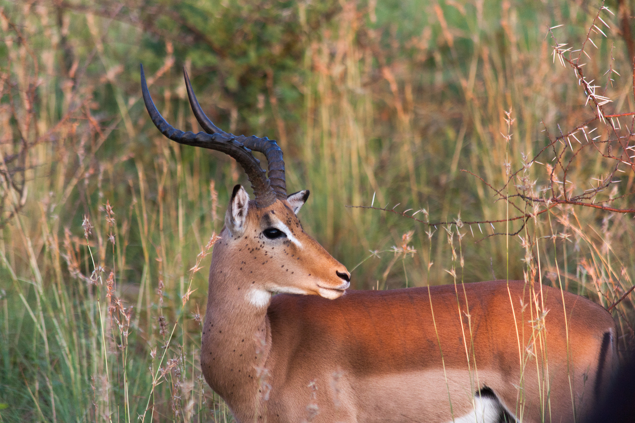 Canon EOS 5D + Canon EF 75-300mm F4.0-5.6 IS USM sample photo. L'impala vigile photography