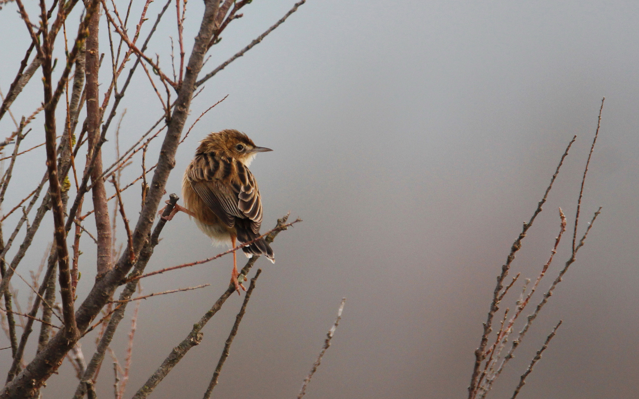 Tamron SP 150-600mm F5-6.3 Di VC USD sample photo. Buitron  photography