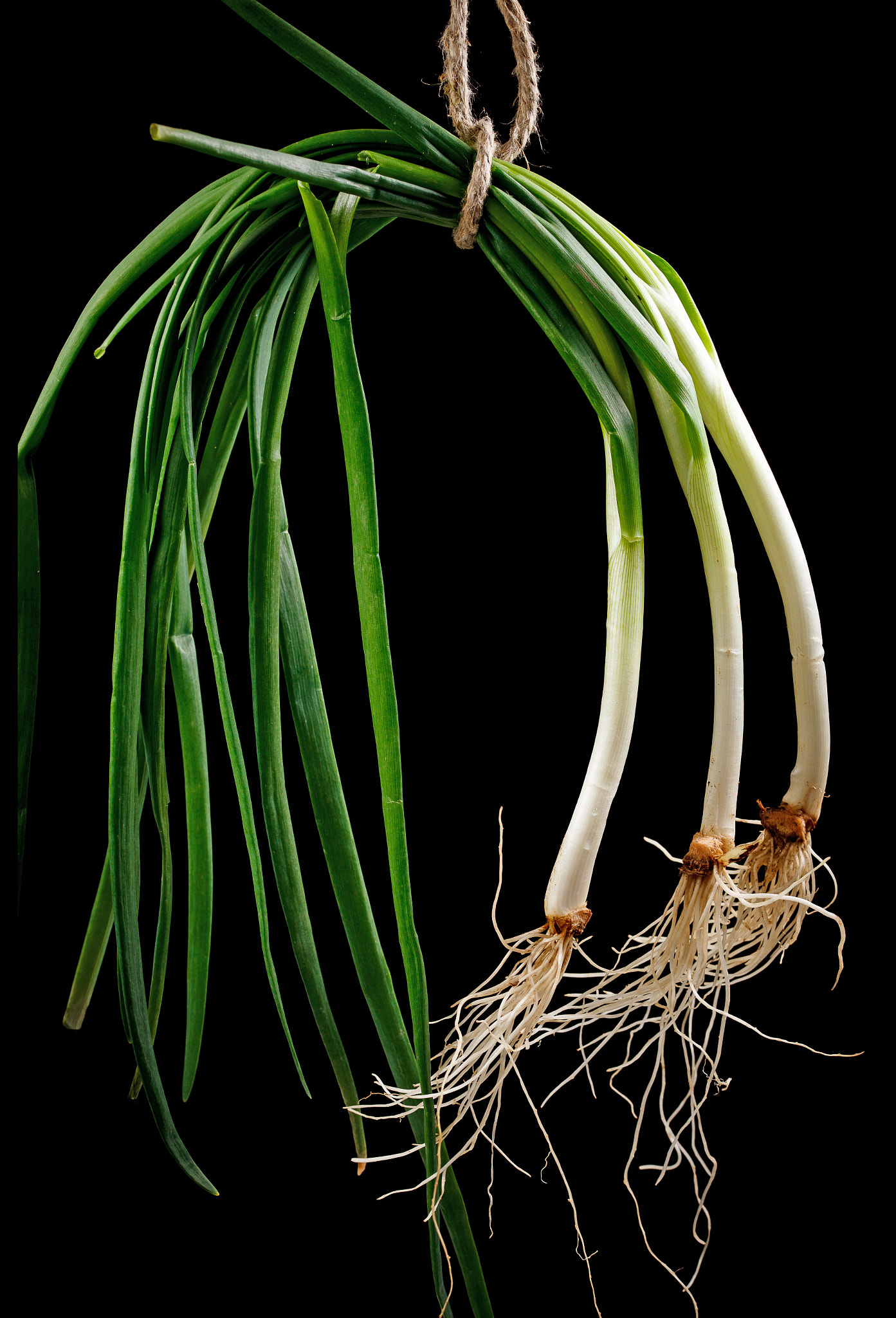 Sigma 105mm F2.8 EX DG OS HSM sample photo. Onions photography