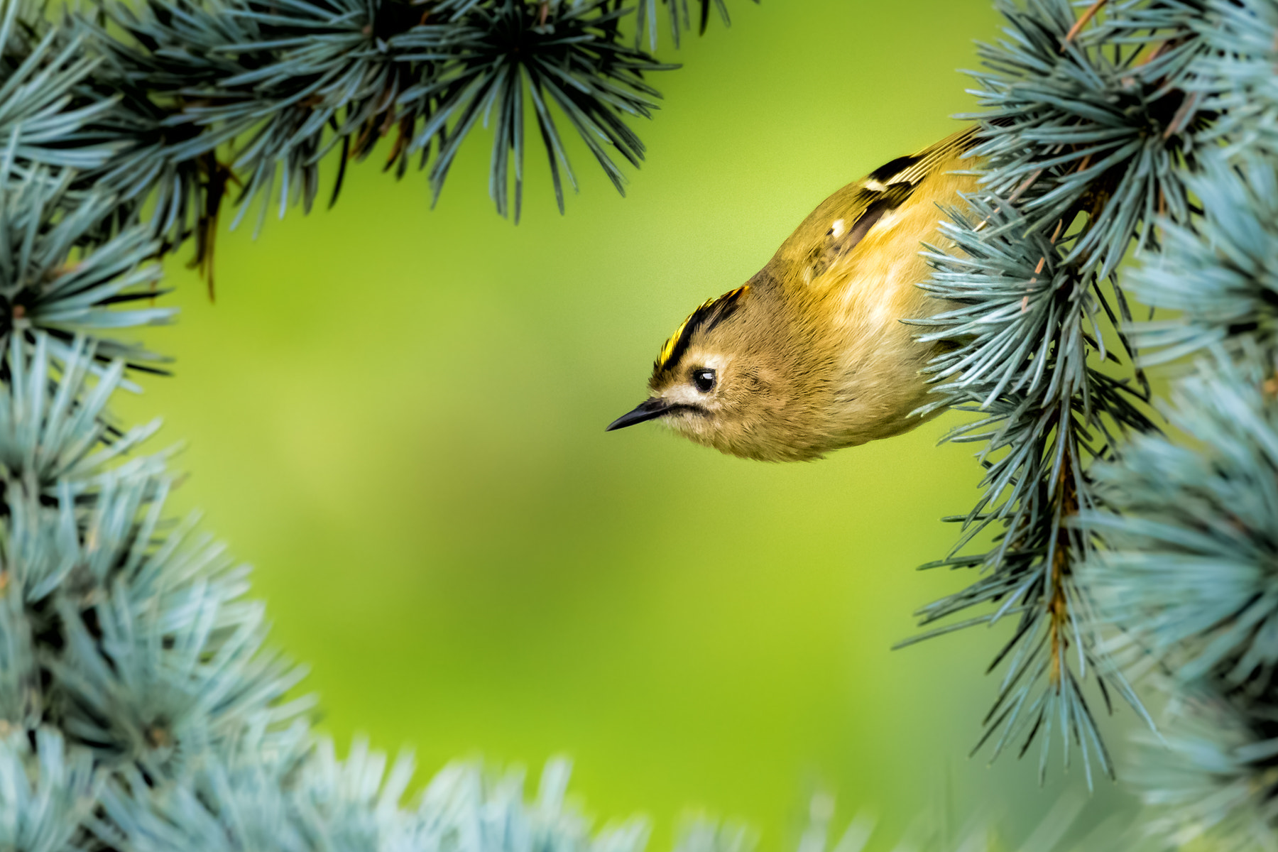 150-600mm F5-6.3 DG OS HSM | Contemporary 015 sample photo. Goldcrest / wintergoldhähnchen photography
