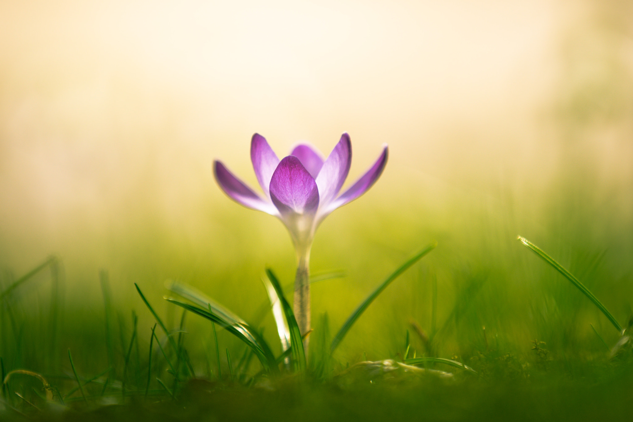 Sony a7 II + Canon EF 70-200mm F2.8L IS II USM sample photo. Tale of a crocus photography
