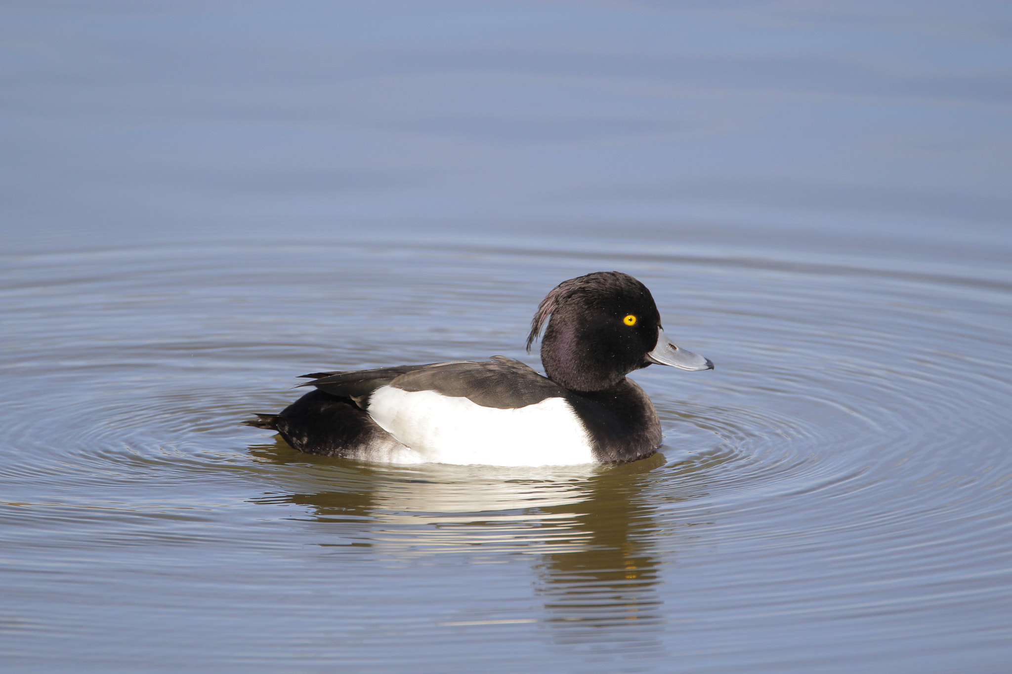 Tamron SP 150-600mm F5-6.3 Di VC USD sample photo. Porron moñudo photography