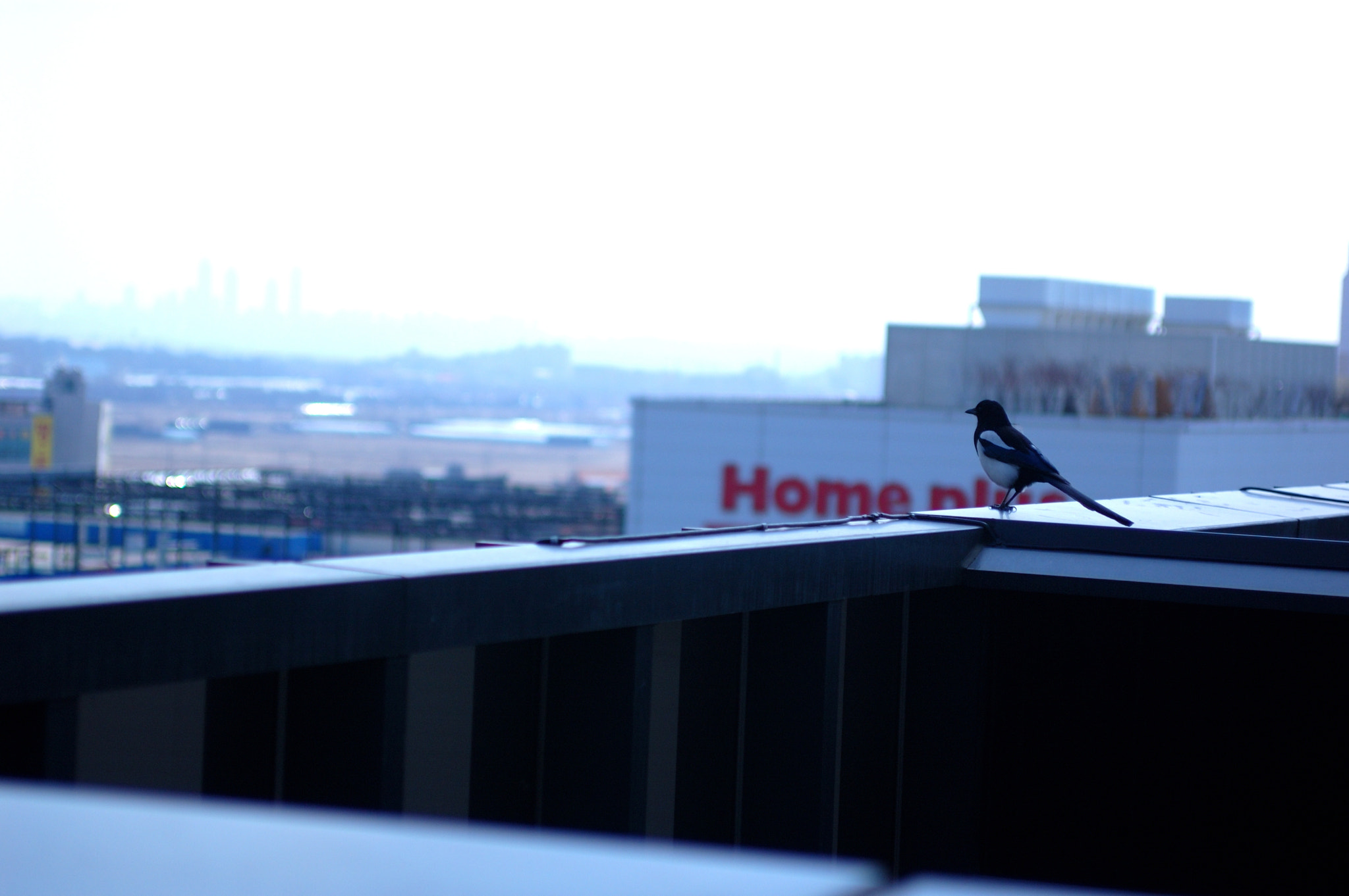 Nikon D50 + AF Zoom-Nikkor 35-70mm f/2.8D sample photo. 일의 기록 photography