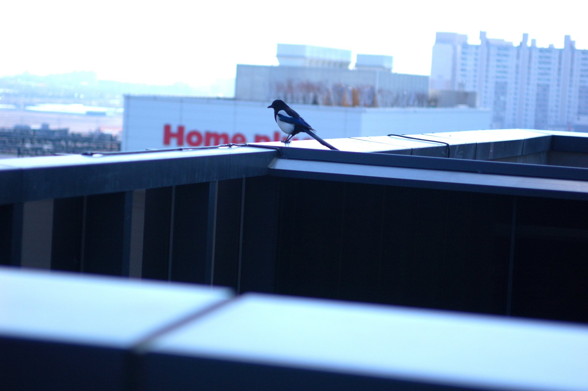 Nikon D50 + AF Zoom-Nikkor 35-70mm f/2.8D sample photo. 일의 기록 photography