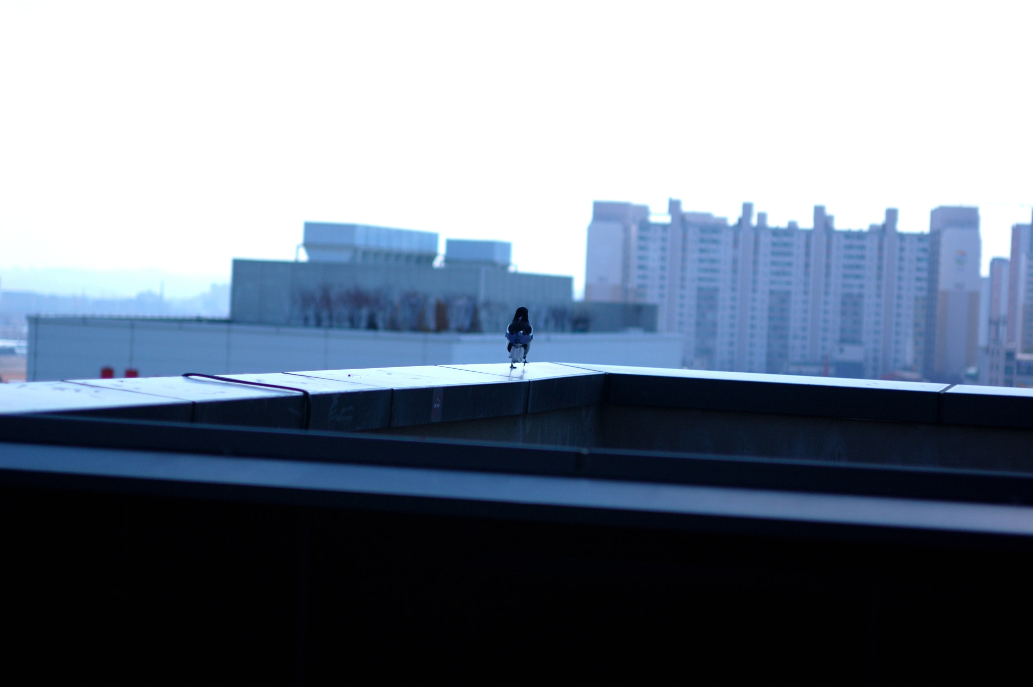 Nikon D50 + AF Zoom-Nikkor 35-70mm f/2.8D sample photo. 일의 기록 photography