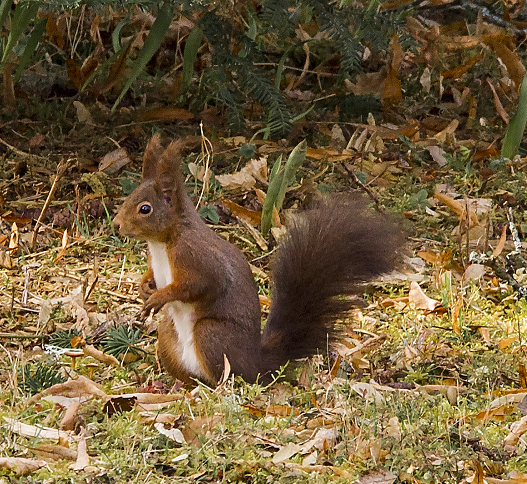 Nikon D3S sample photo. Squirrel photography