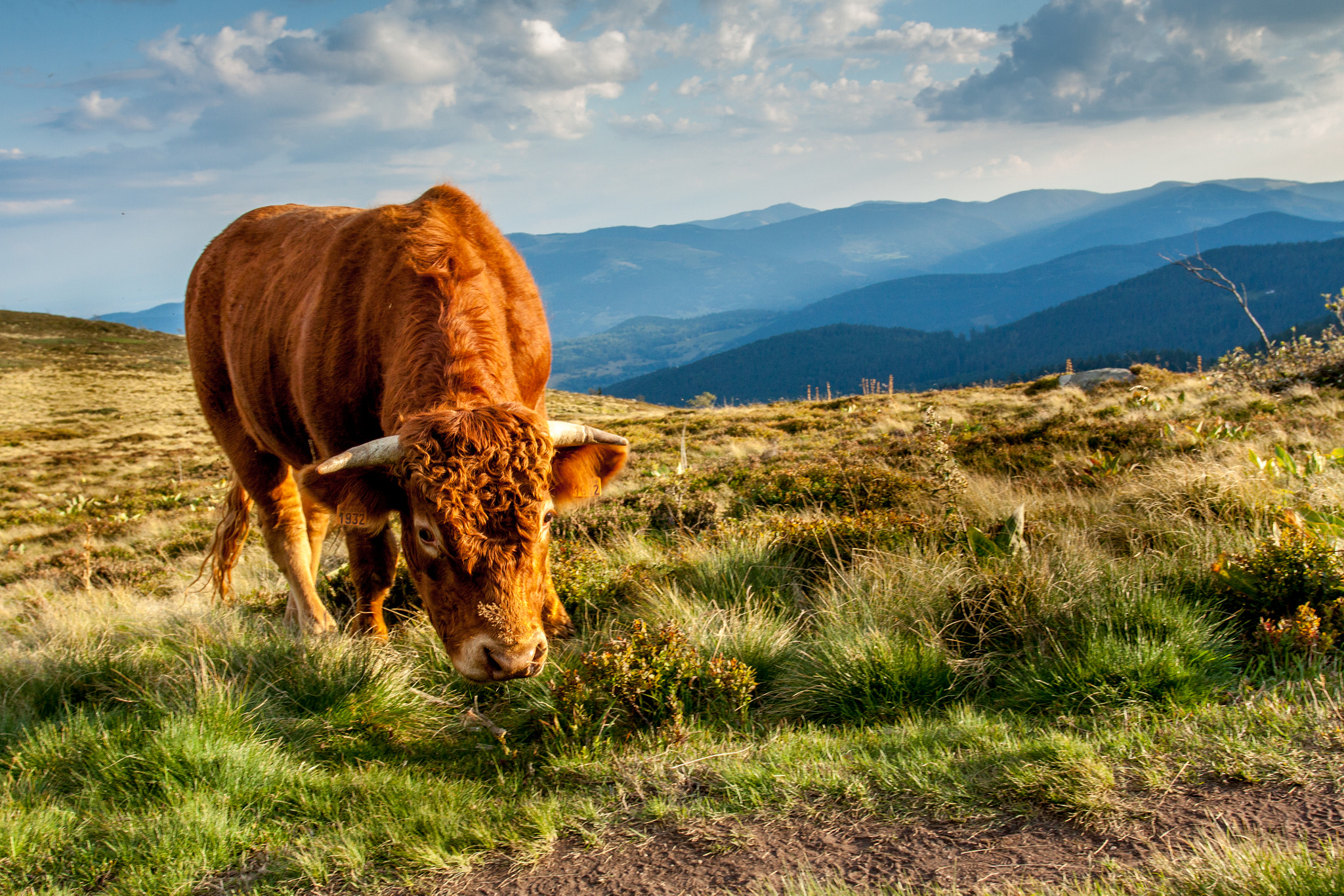 Canon EOS 50D + Canon EF 17-40mm F4L USM sample photo. Massif des vosges photography