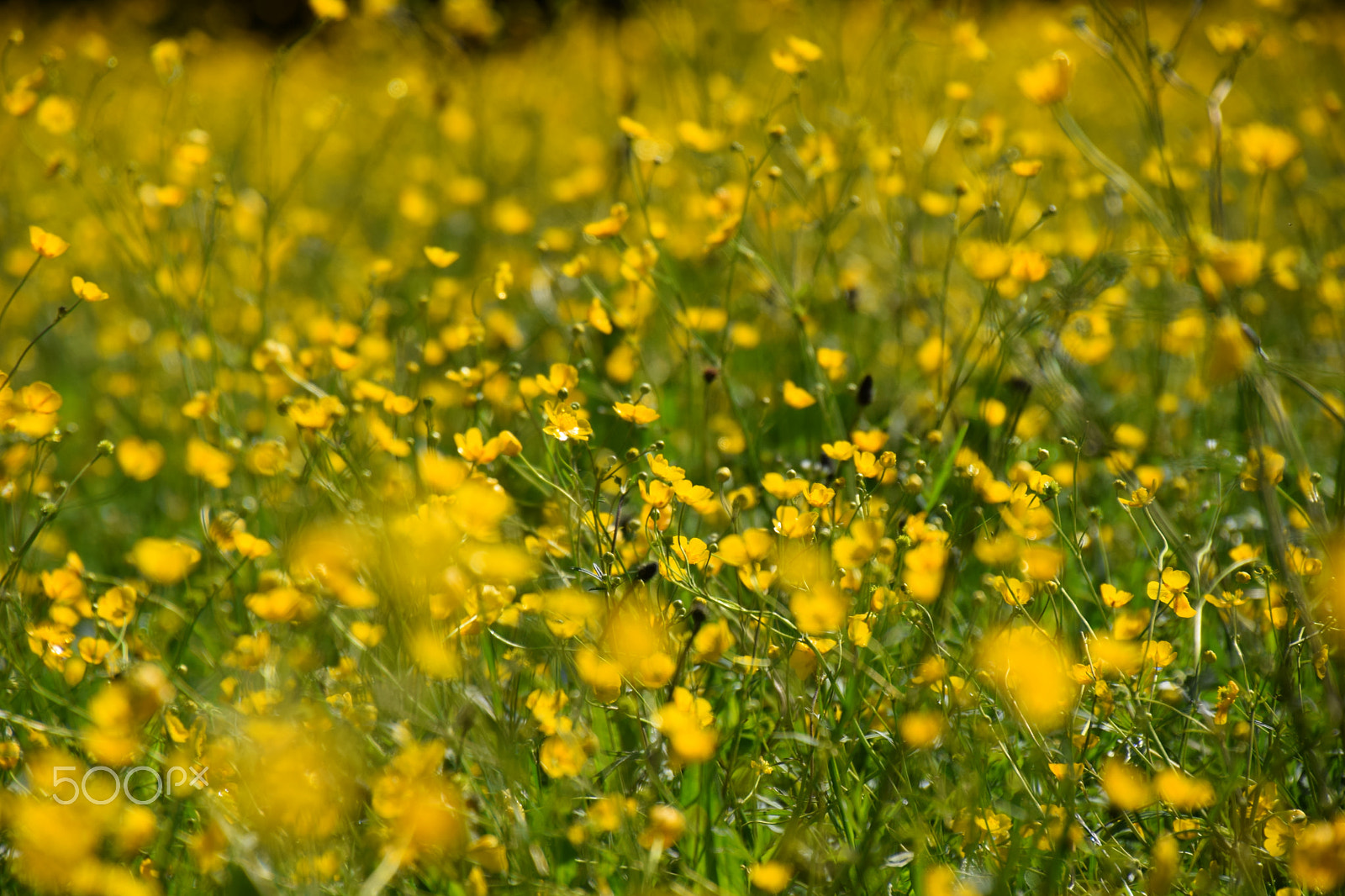 Nikon D5300 + Tamron 16-300mm F3.5-6.3 Di II VC PZD Macro sample photo. Yellow blossoms photography