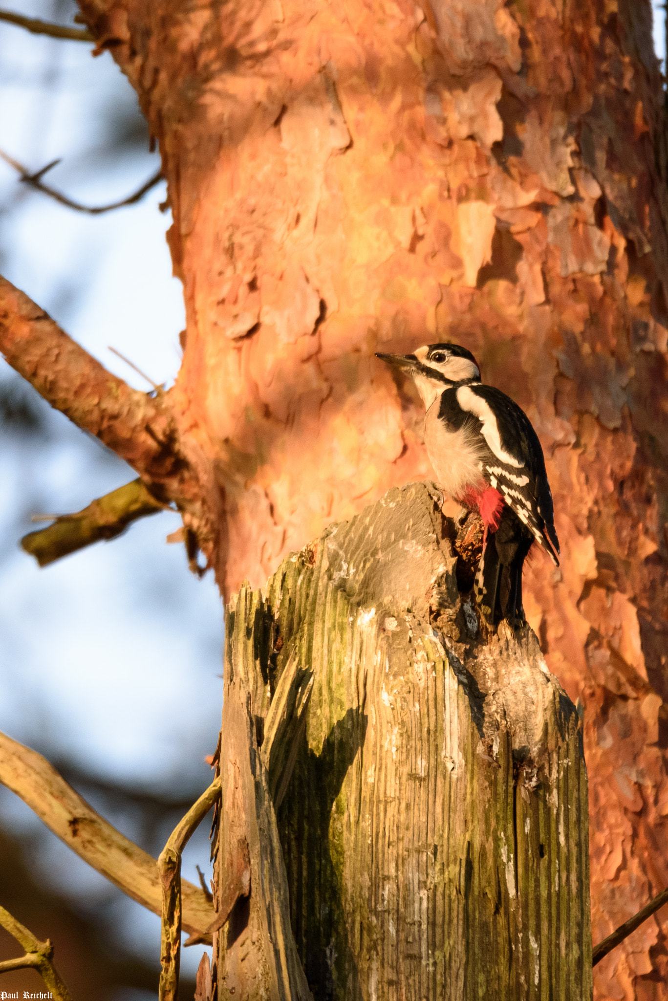 Sigma 150-600mm F5-6.3 DG OS HSM | S sample photo. Buntspecht in der morgensonne photography