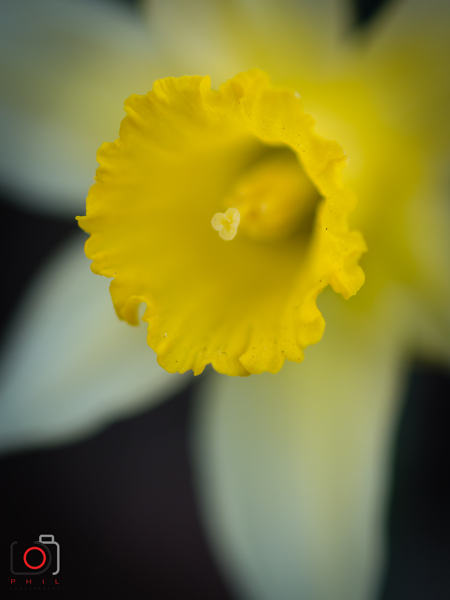 Canon EF 100mm F2.8 Macro USM sample photo. Jonquille photography