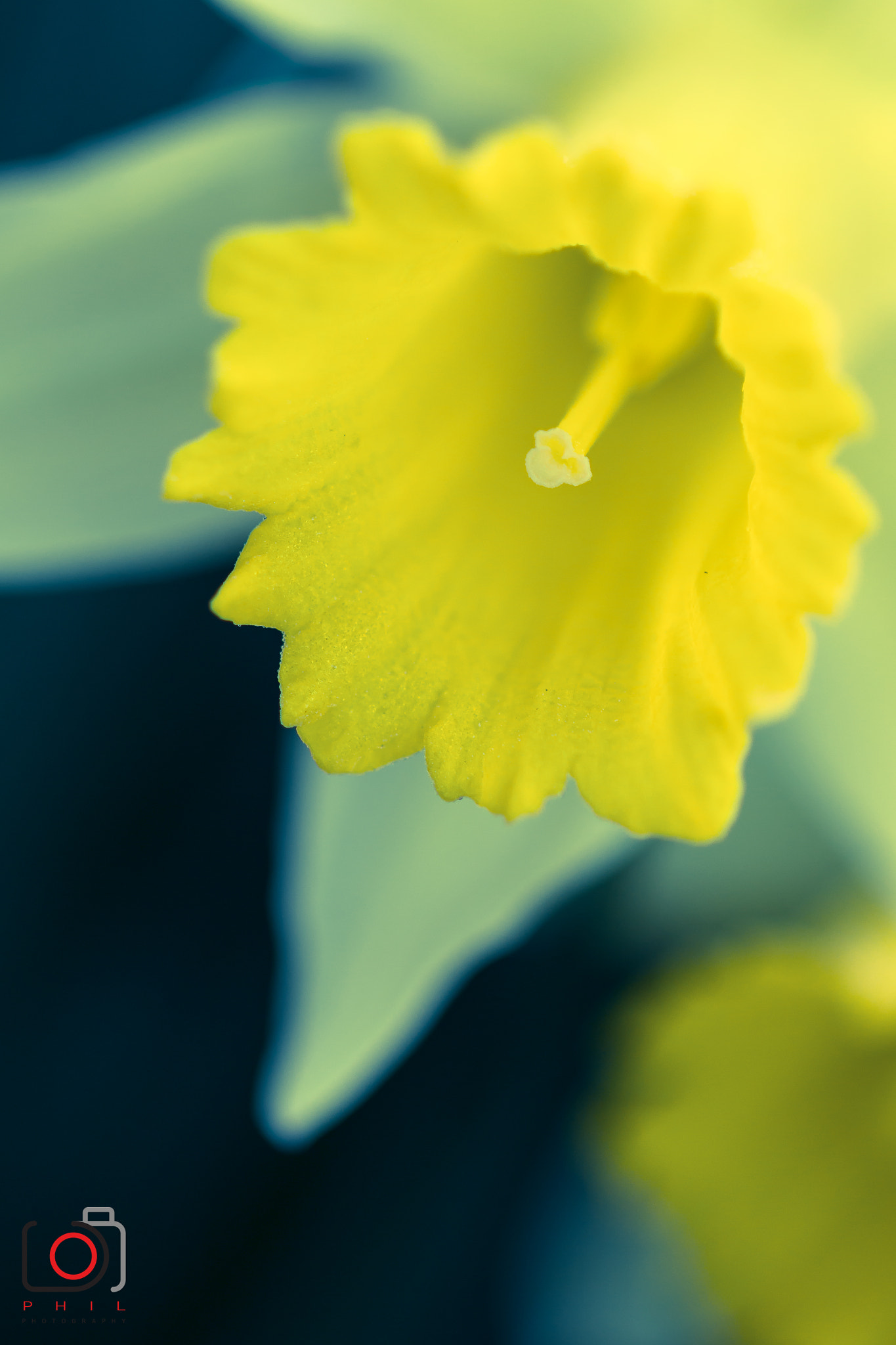Canon EF 100mm F2.8 Macro USM sample photo. Jonquilleb photography