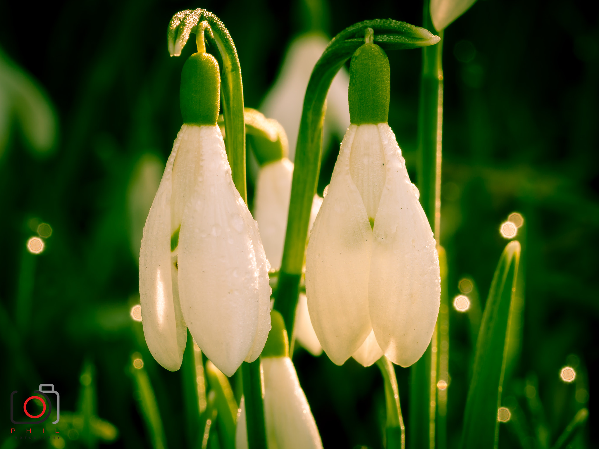 Canon EF 100mm F2.8 Macro USM sample photo. Snowbells photography