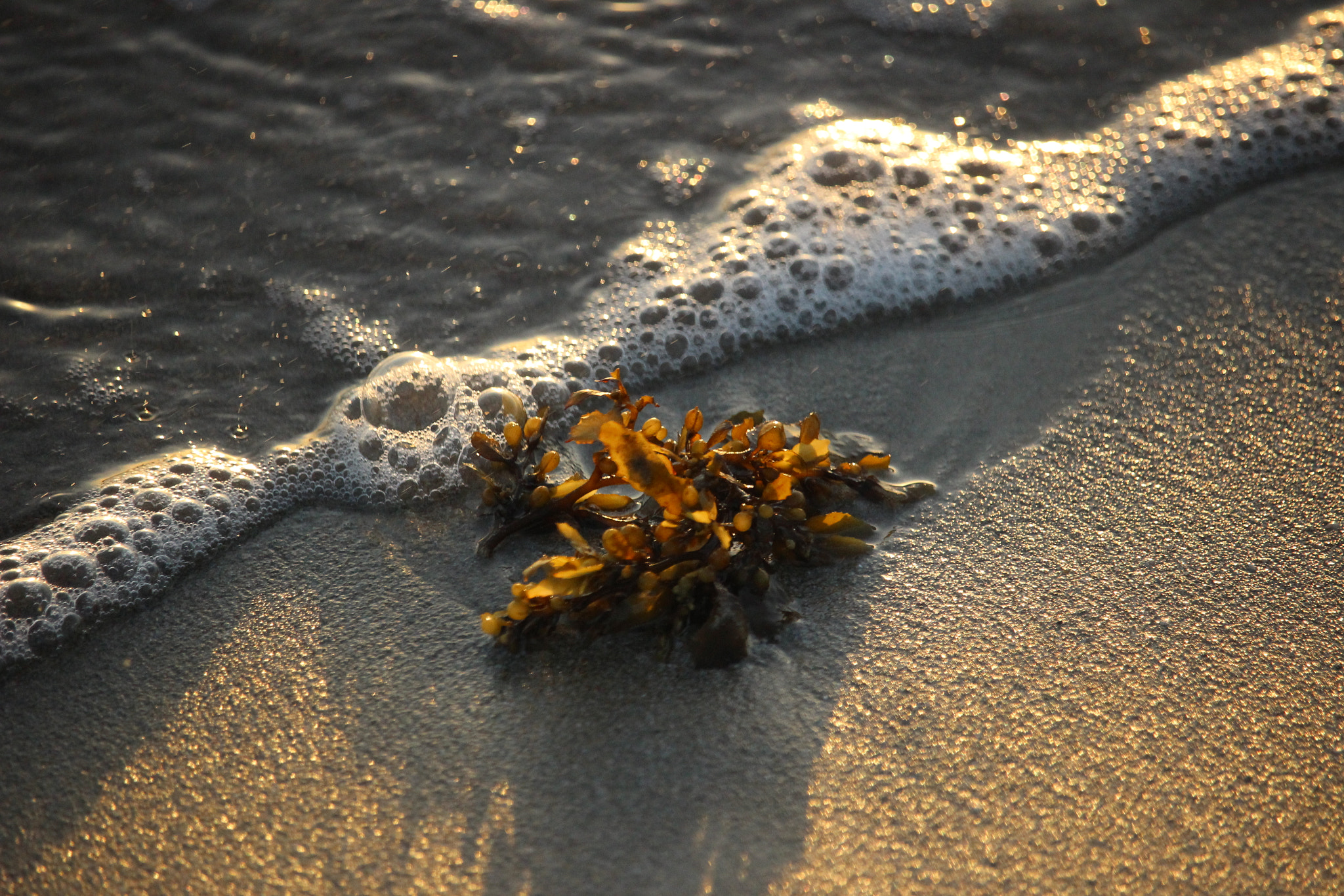 Canon EF-S 55-250mm F4-5.6 IS STM sample photo. Observe the beauty photography