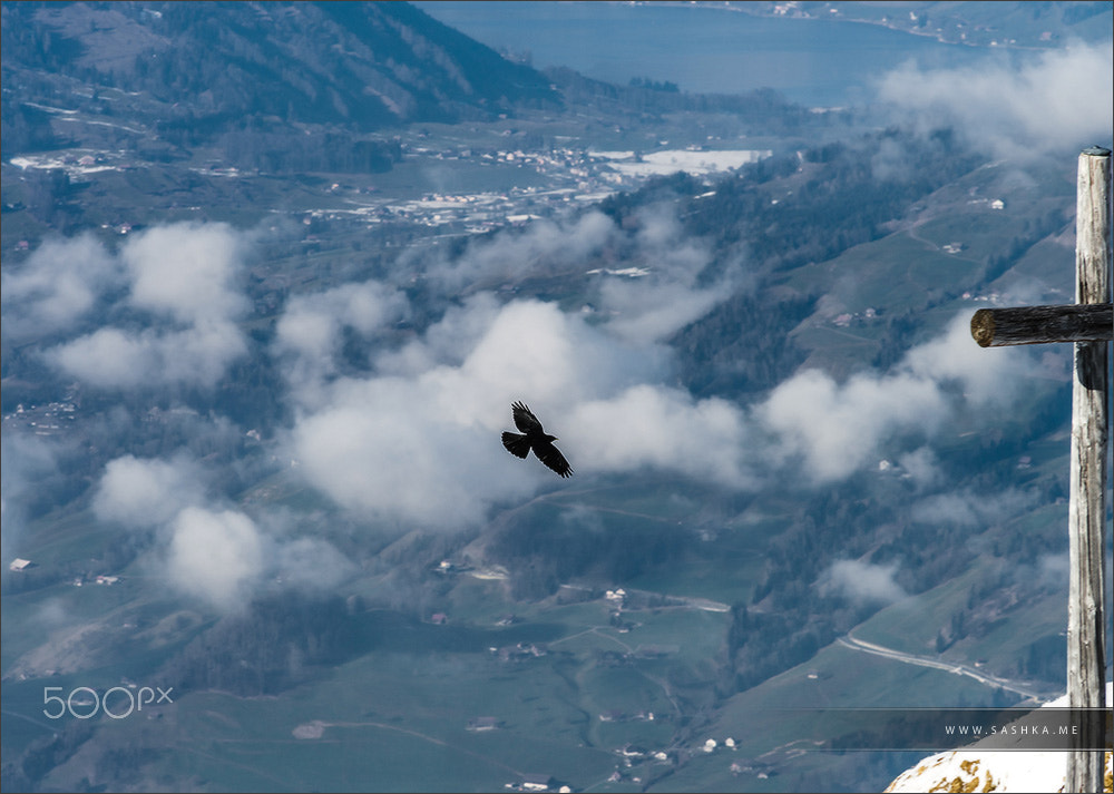 Minolta AF 80-200mm F2.8 HS-APO G sample photo. Aerial view of bird flying over the land photography