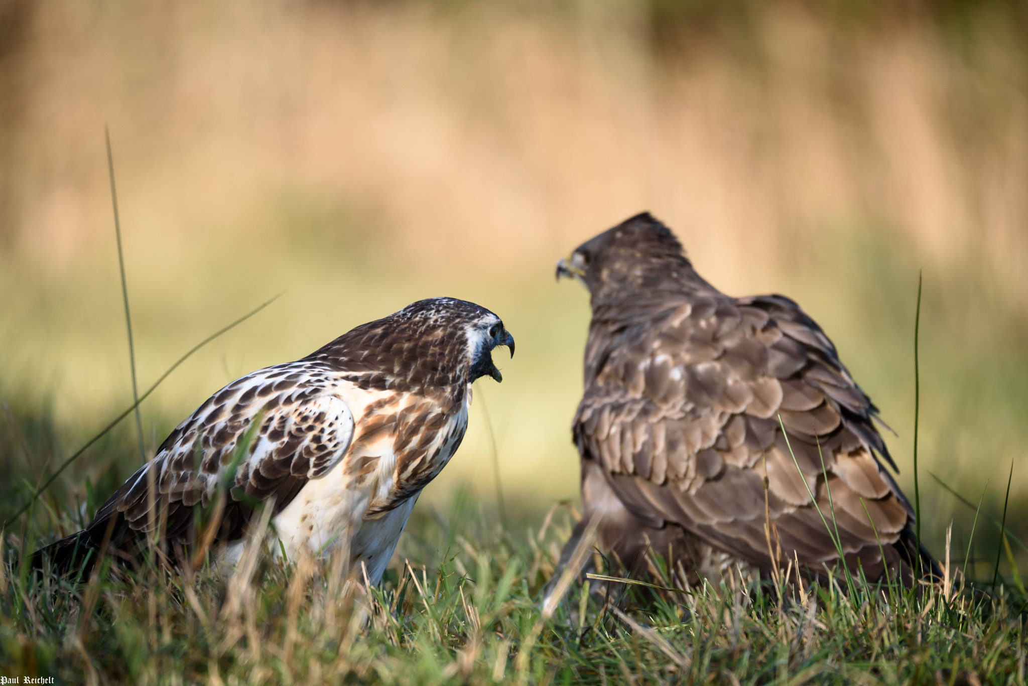 Sigma 150-600mm F5-6.3 DG OS HSM | S sample photo. Winteransitz mäusebussard photography