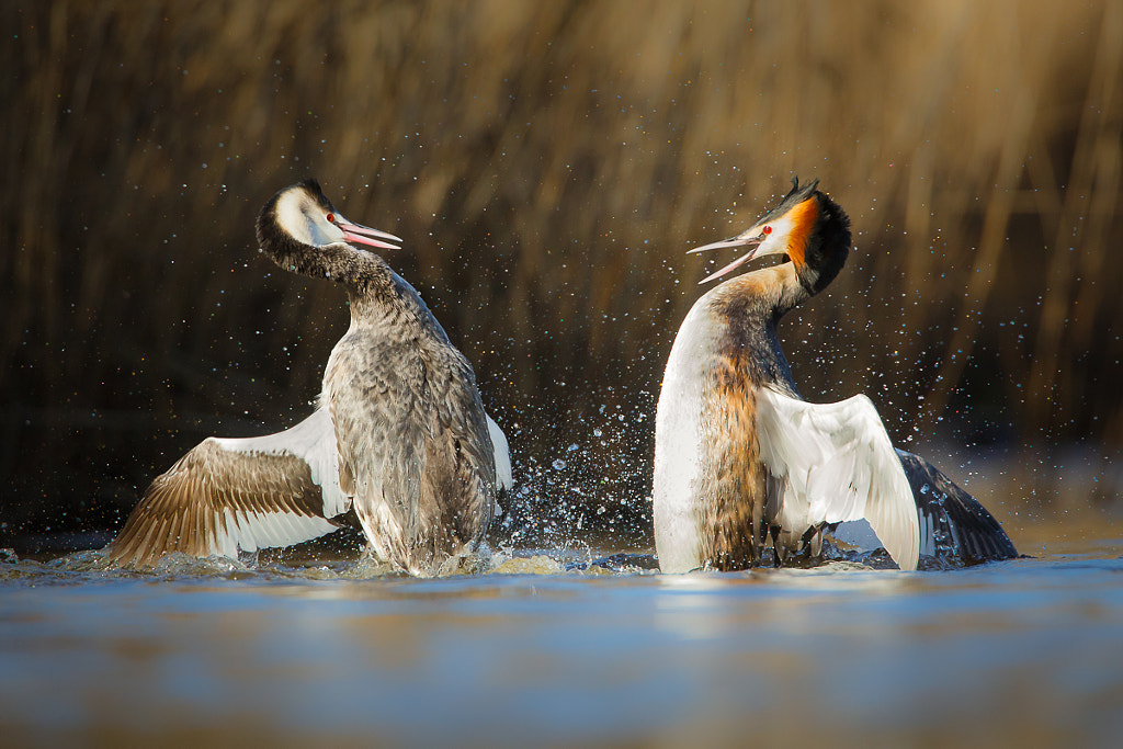 Splash Clash by Pim Leijen on 500px.com