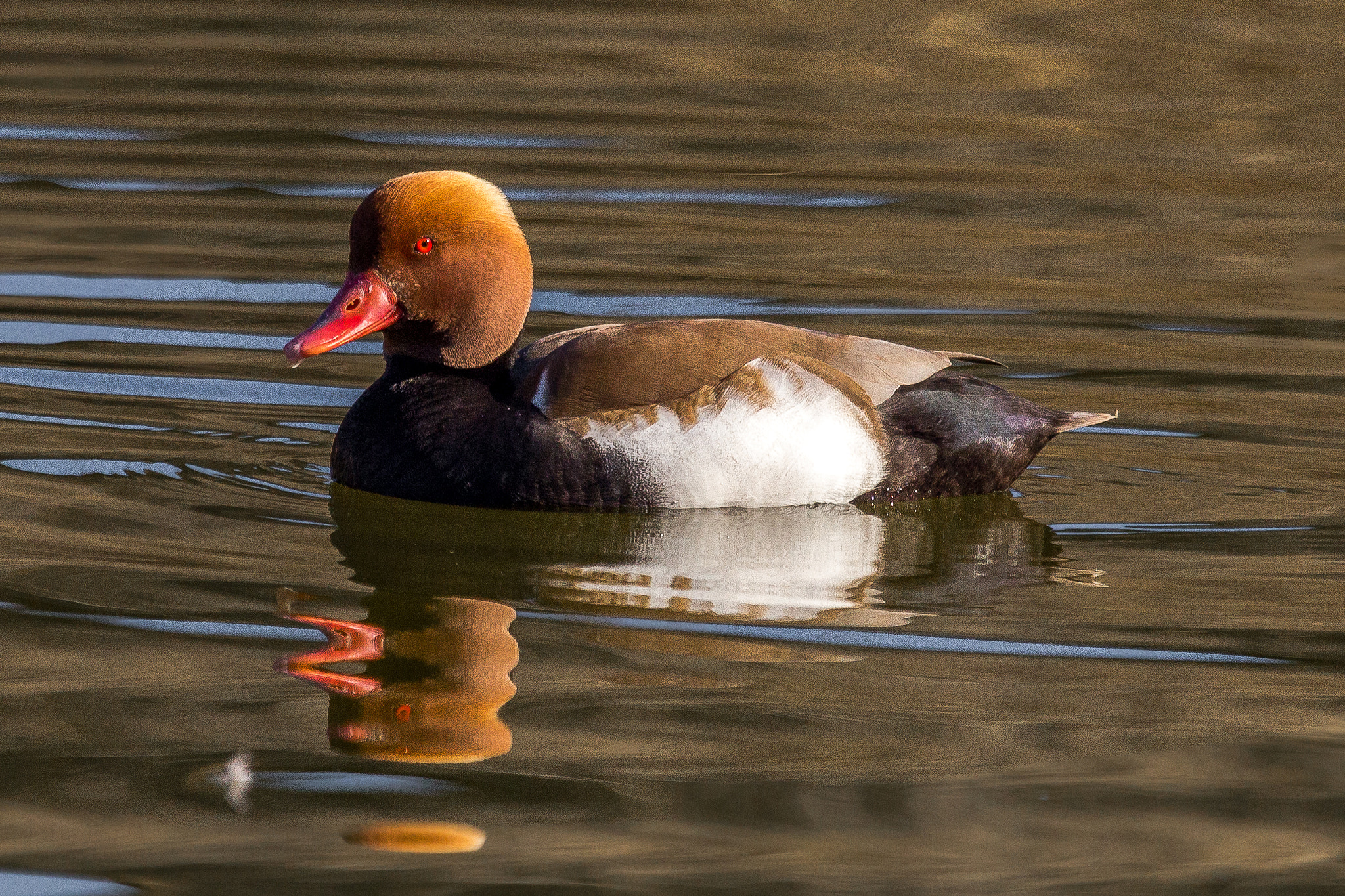 Canon EOS 60D sample photo. Red-crested pochard photography