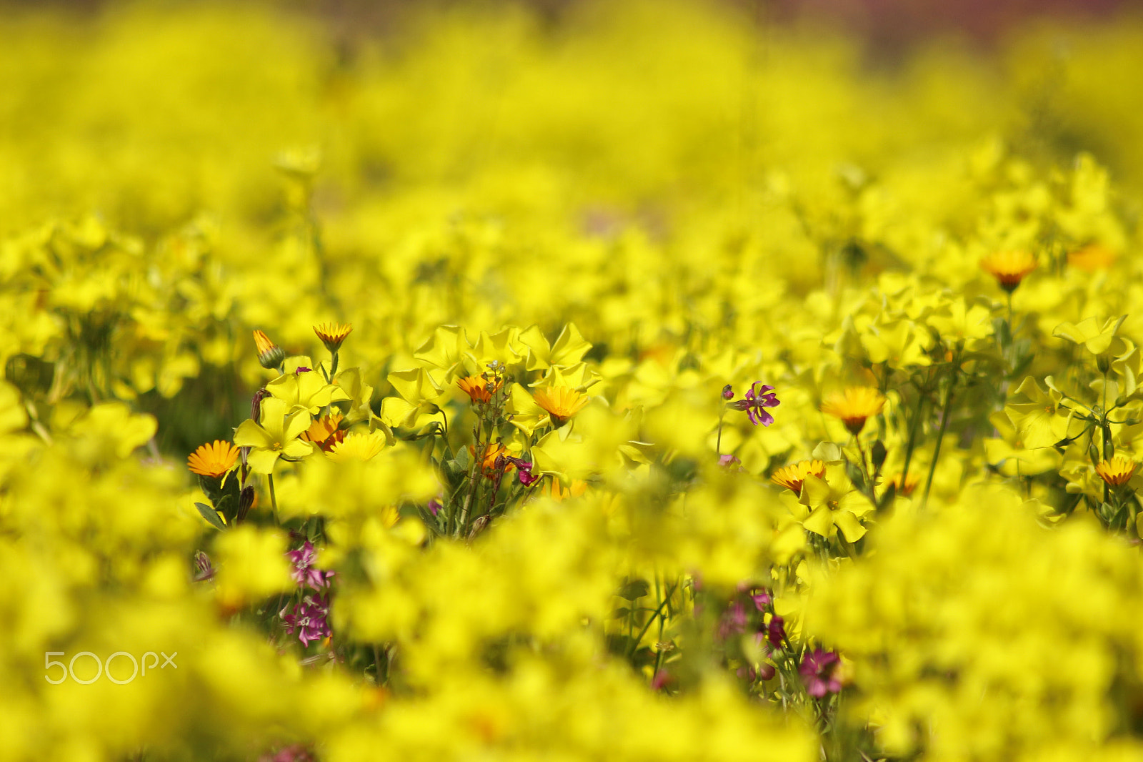 Canon EF 100-300mm F4.5-5.6 USM sample photo. ~yellow ecstasy~ photography