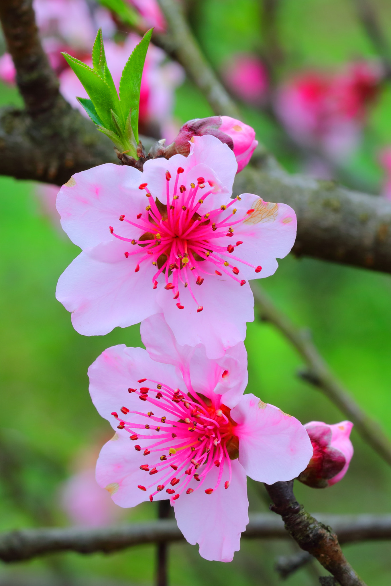 Canon EF 100mm F2.8L Macro IS USM sample photo. Peach blossom 2 photography
