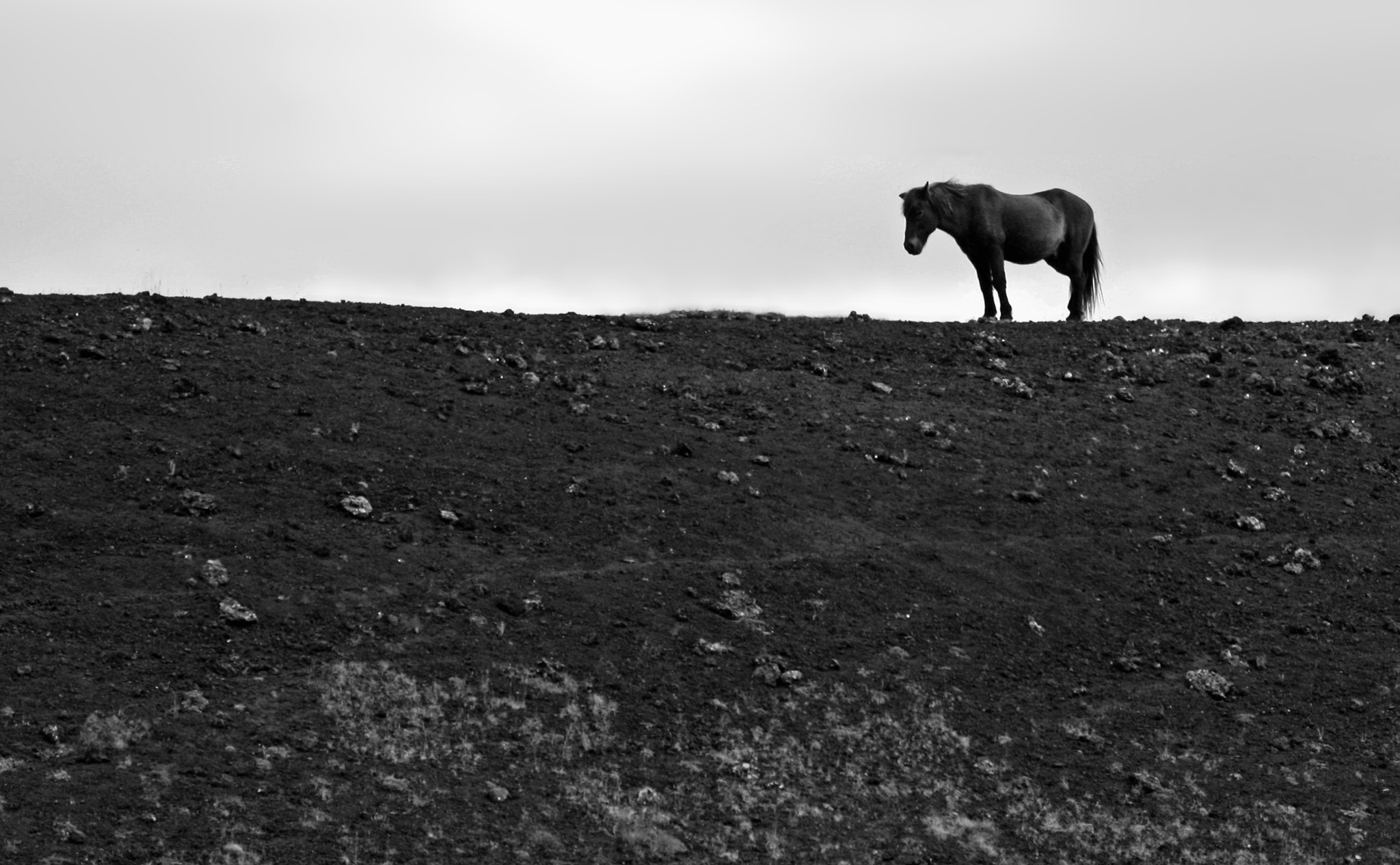 Canon EOS 400D (EOS Digital Rebel XTi / EOS Kiss Digital X) sample photo. Lonely horse i photography