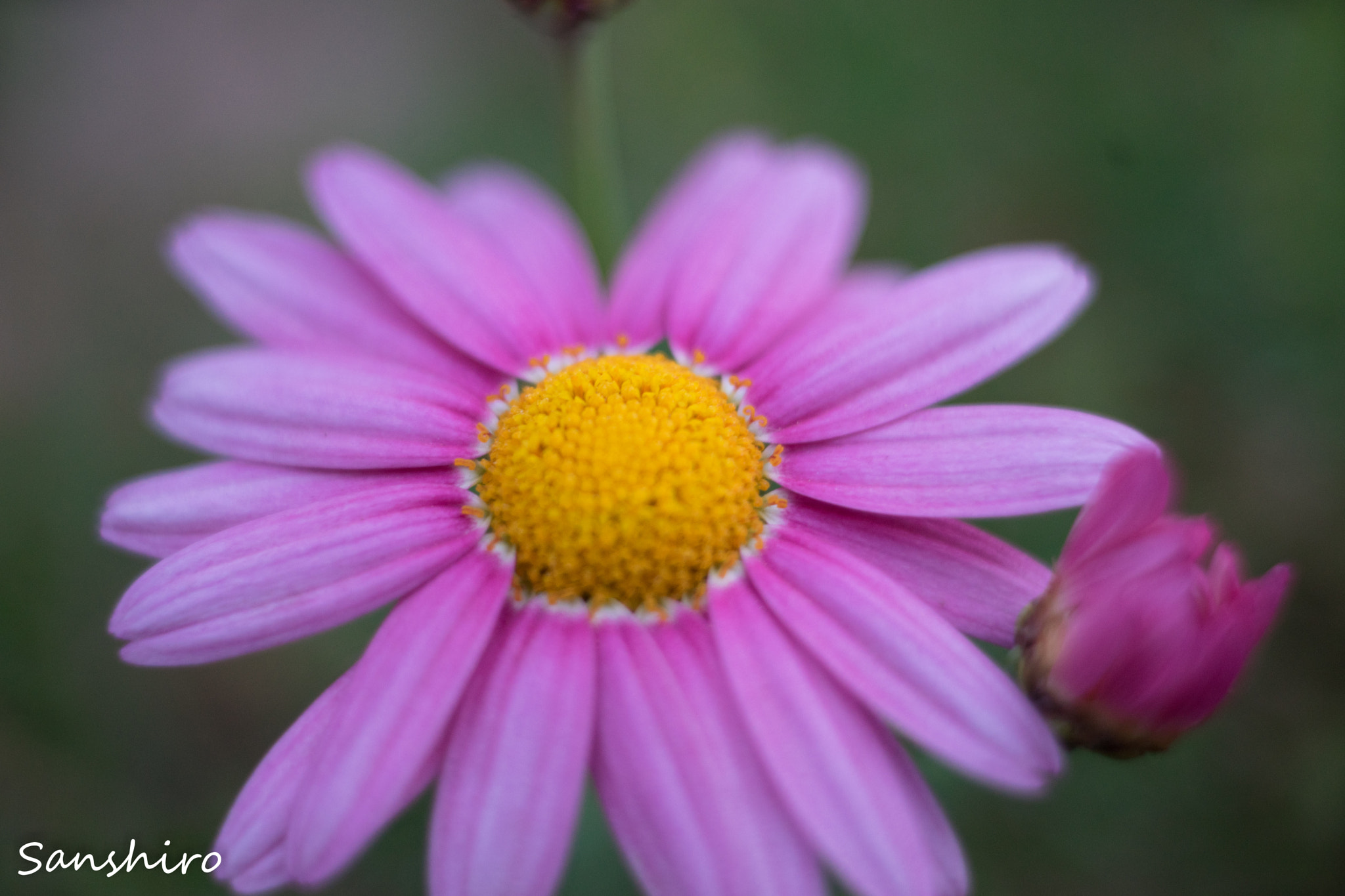 Sony a7 II sample photo. Untitled photography
