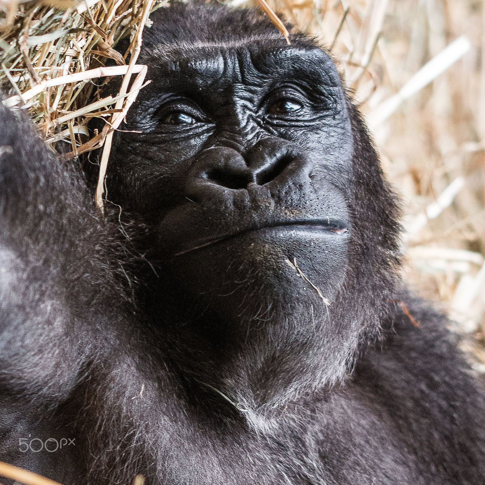Sigma 105mm F2.8 EX DG OS HSM sample photo. Gorilla photography