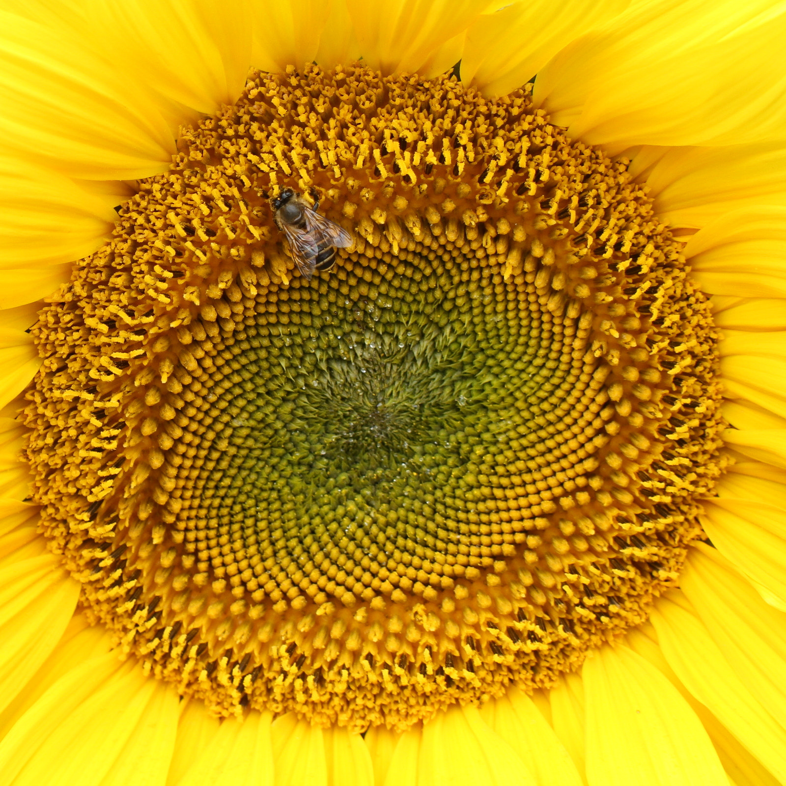 Tamron SP AF 60mm F2 Di II LD IF Macro sample photo. Heart of a sunflower photography