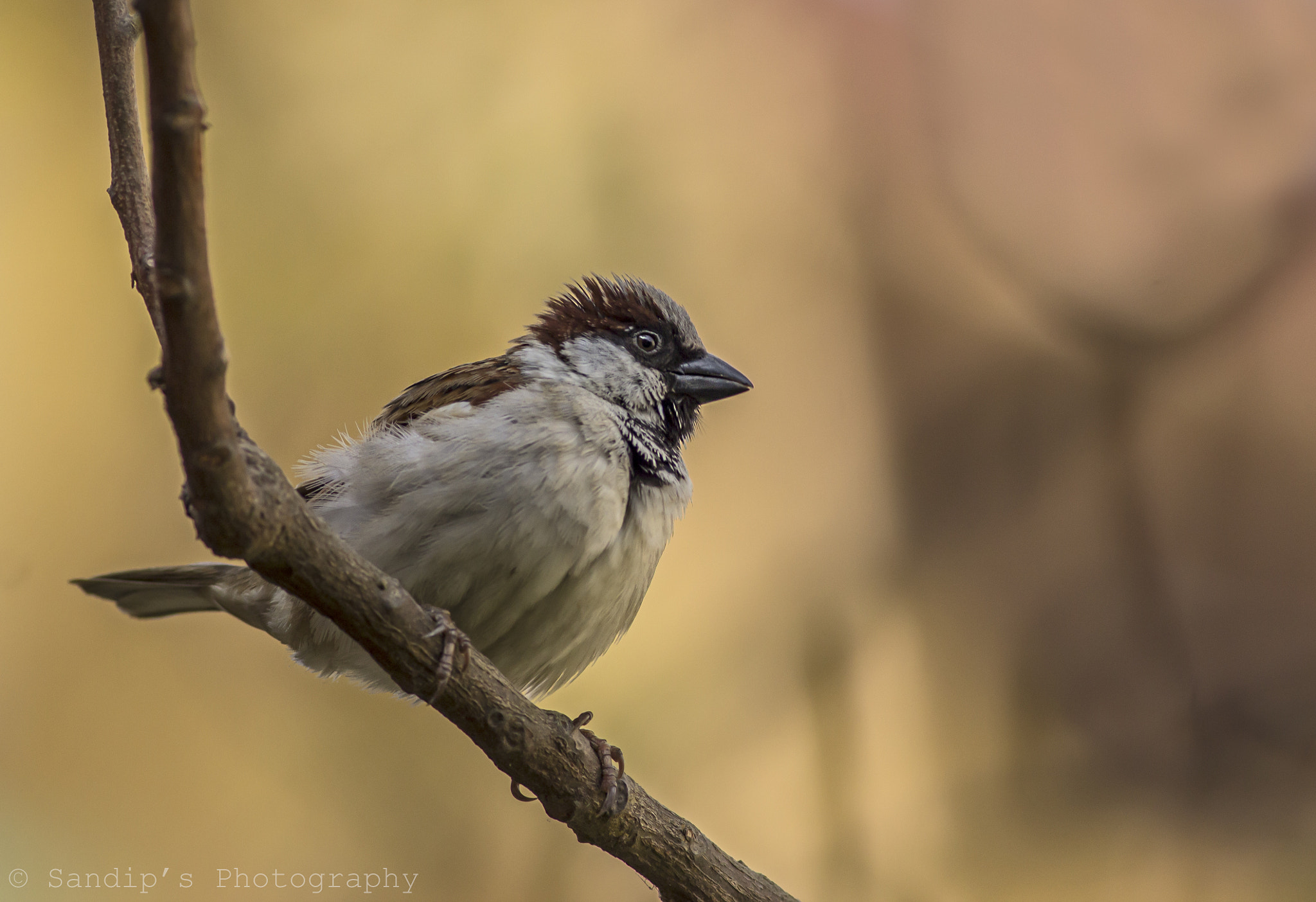 Canon EOS 600D (Rebel EOS T3i / EOS Kiss X5) + Canon EF 400mm F5.6L USM sample photo. House sparrow: male..... photography