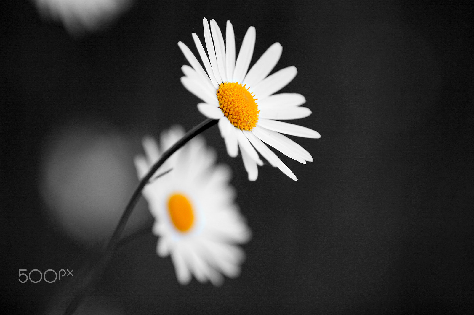 Canon EF 70-200mm F2.8L IS II USM sample photo. Awakening photography