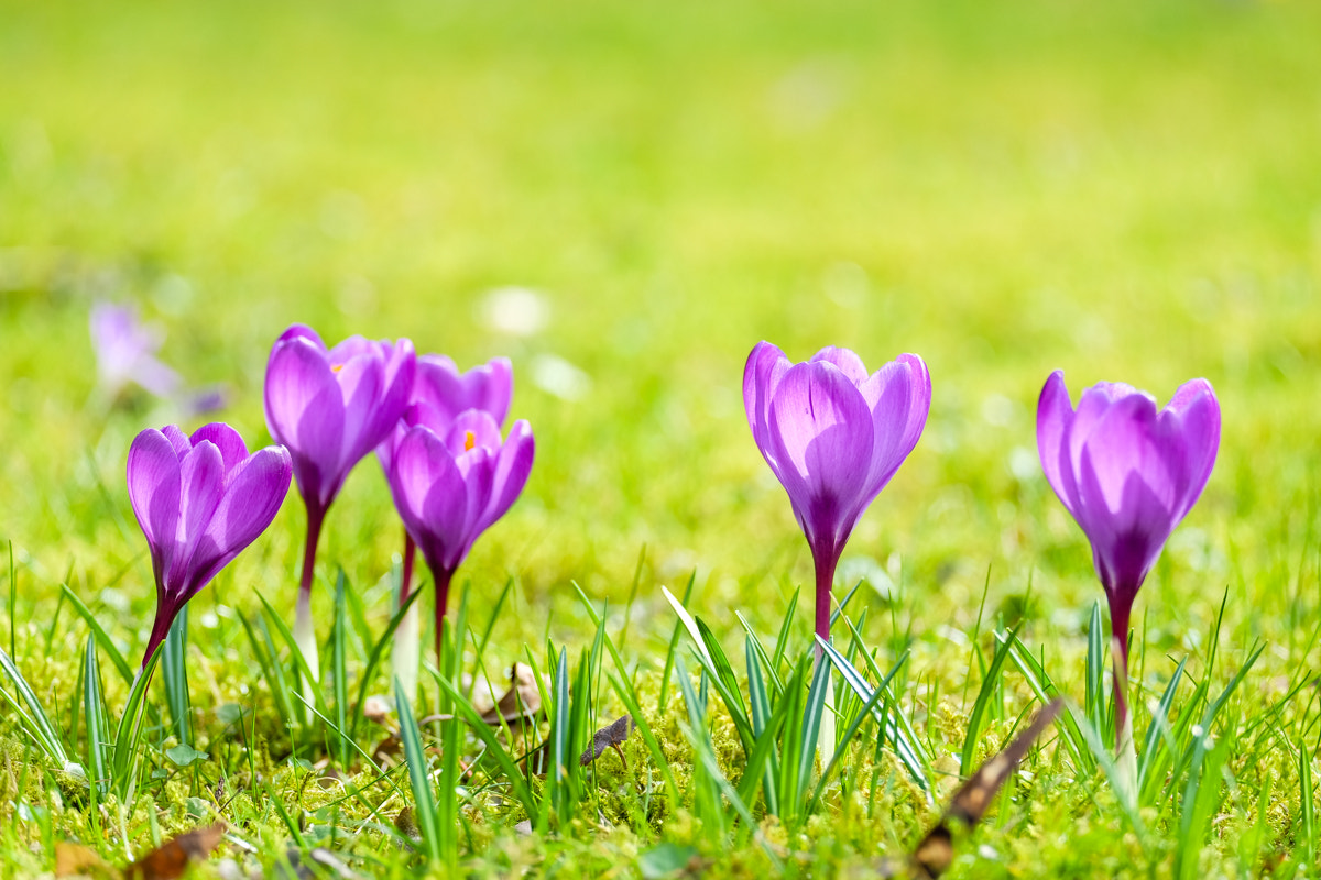 Fujifilm X-E2 + Fujifilm XF 55-200mm F3.5-4.8 R LM OIS sample photo. Spring is arriving photography