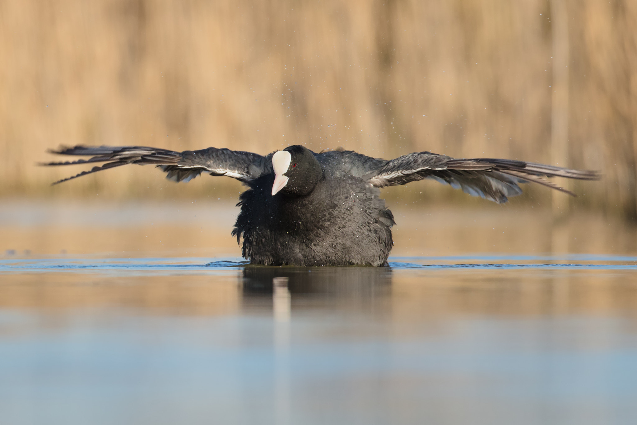 Canon EOS 5DS R + Canon EF 500mm F4L IS USM sample photo. Spread your wings photography