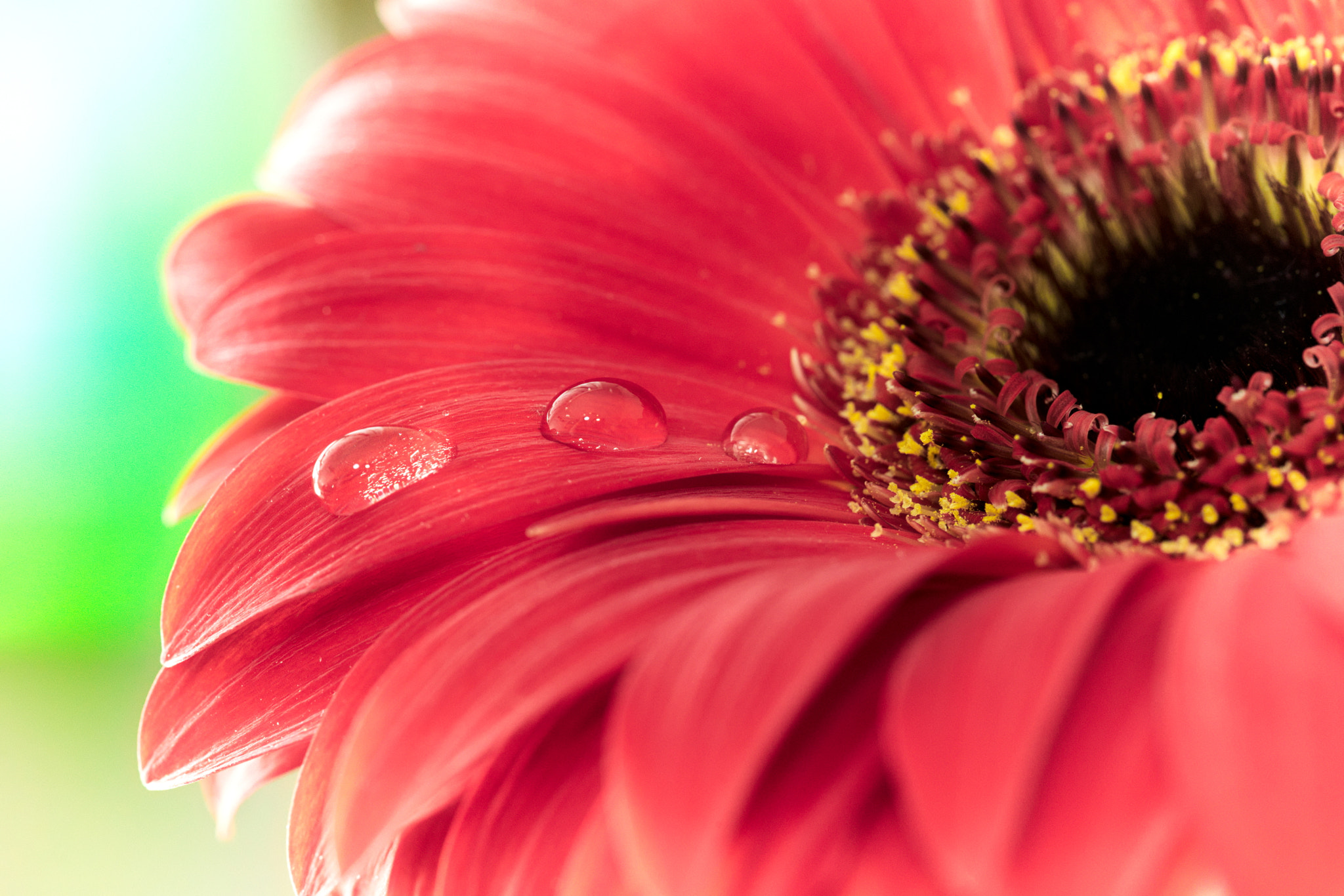 Nikon D600 sample photo. Gerbera photography
