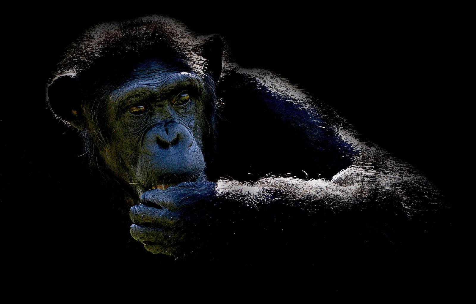 Nikon D7000 + Sigma 150-500mm F5-6.3 DG OS HSM sample photo. Chimp - clk photography