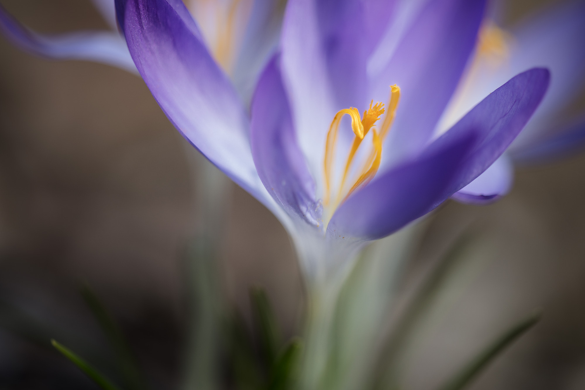 Sigma APO Macro 150mm f/2.8 EX DG HSM sample photo. Spring is comming photography