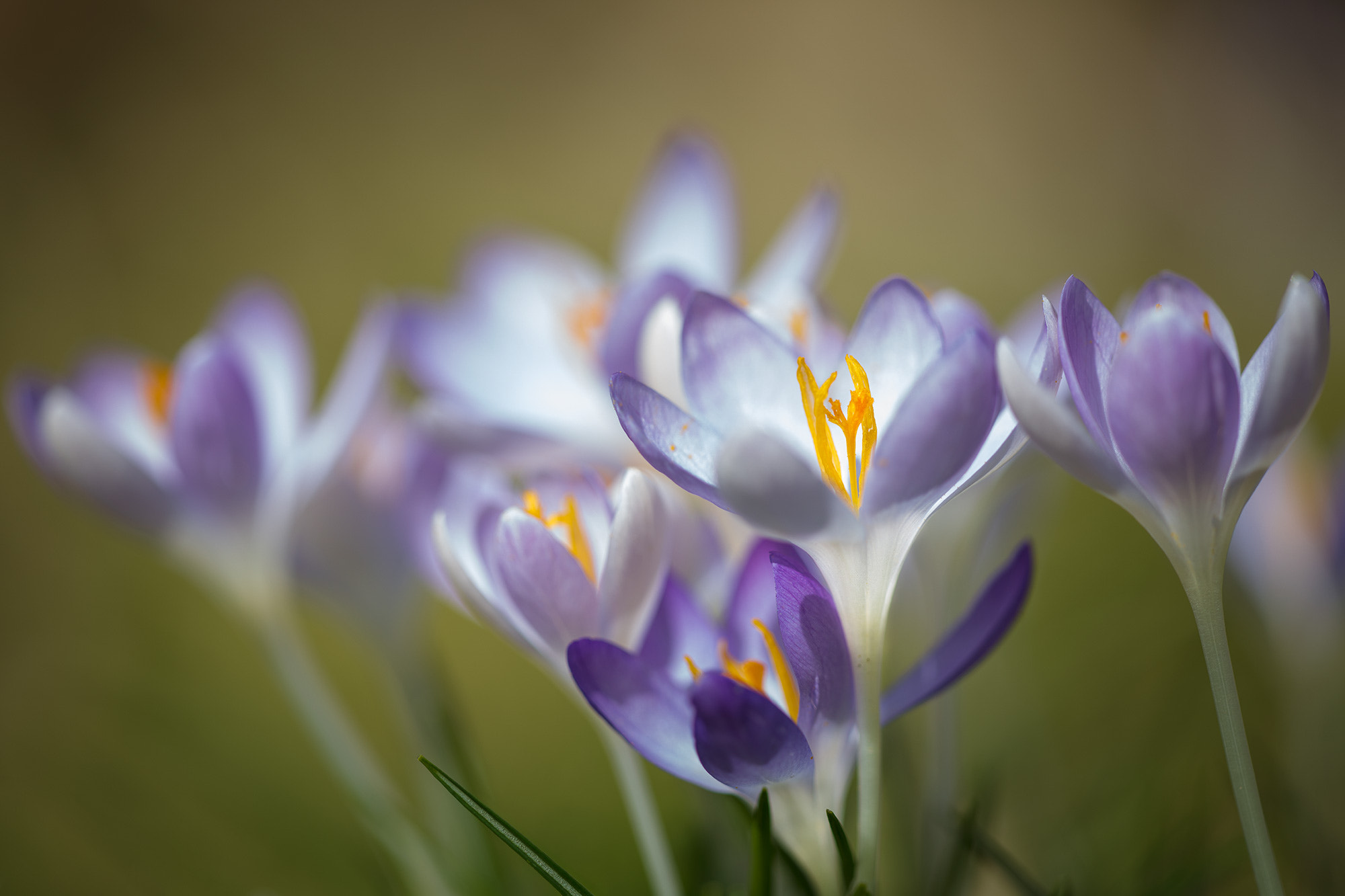 Sigma APO Macro 150mm f/2.8 EX DG HSM sample photo. Spring is comming 2 photography
