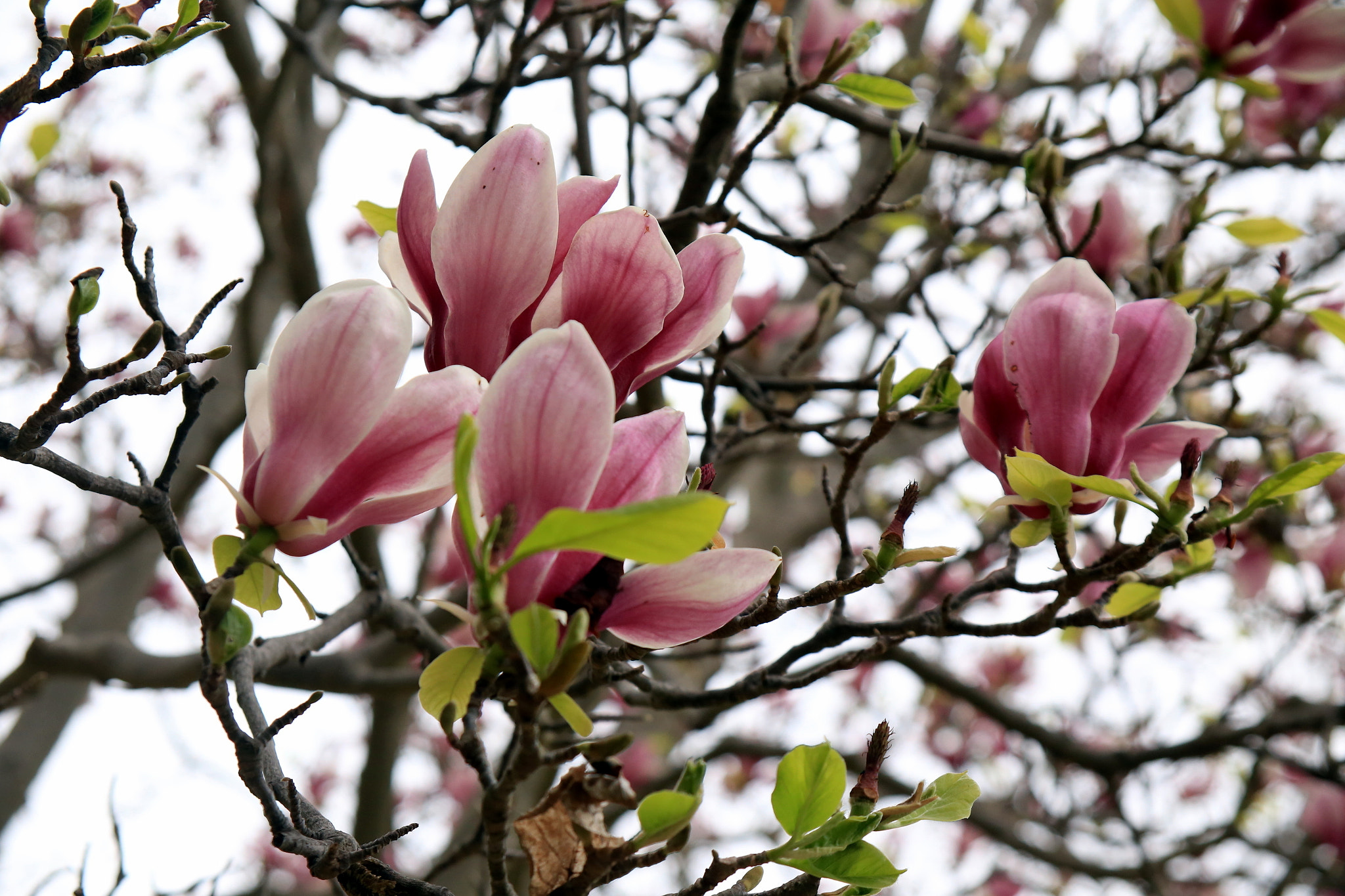 Canon EF 28-105mm f/3.5-4.5 USM sample photo. Spring in japan 2 photography