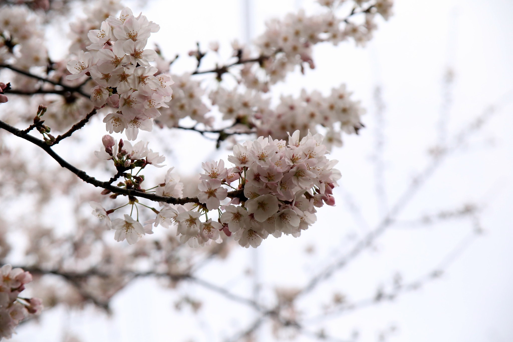 Canon EOS 6D + Canon EF 28-105mm f/3.5-4.5 USM sample photo. Spring in japan 4 photography
