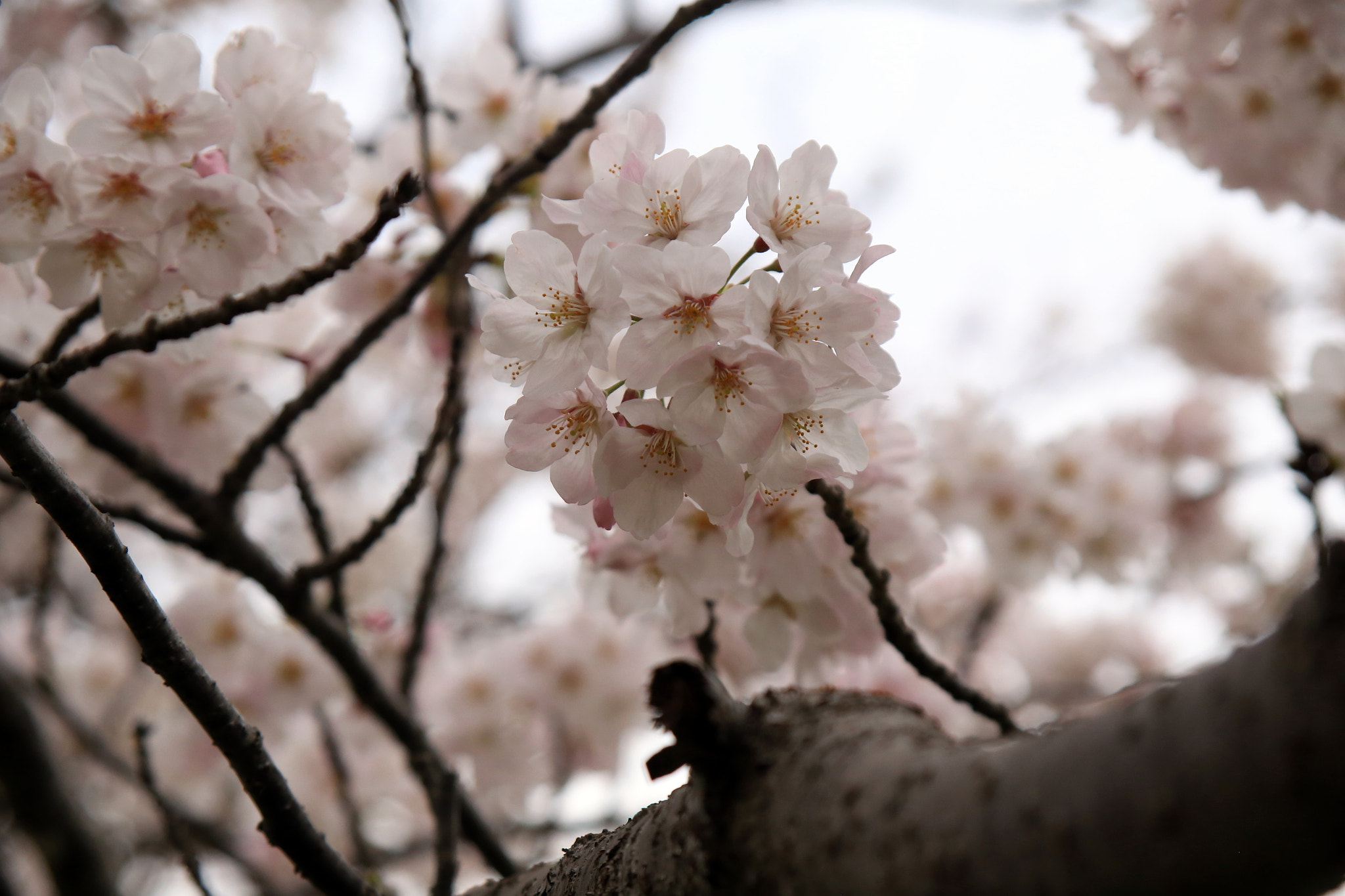 Canon EOS 6D + Canon EF 28-105mm f/3.5-4.5 USM sample photo. Spring in japan 5 photography