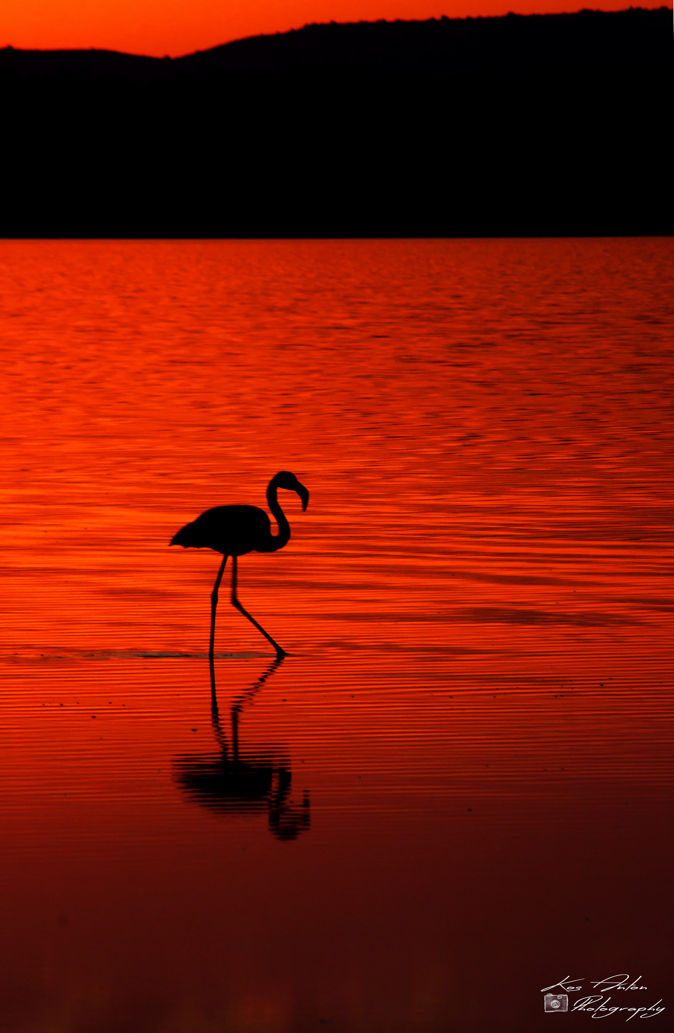 Canon EOS 600D (Rebel EOS T3i / EOS Kiss X5) + Sigma 50-200mm F4-5.6 DC OS HSM sample photo. The lonely flamingo... photography