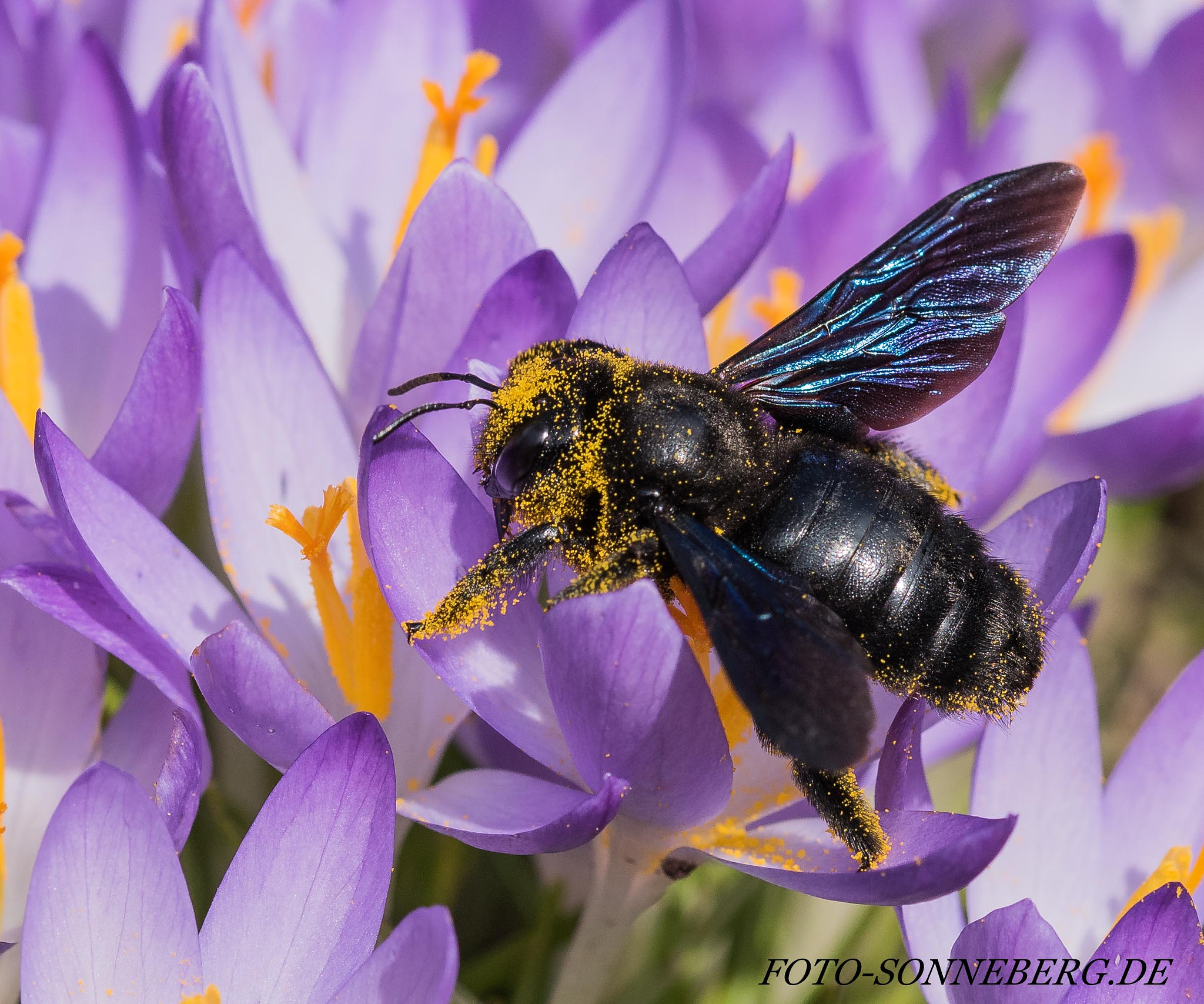 Sigma 105mm F2.8 EX DG OS HSM sample photo. Blaue holzbiene  photography